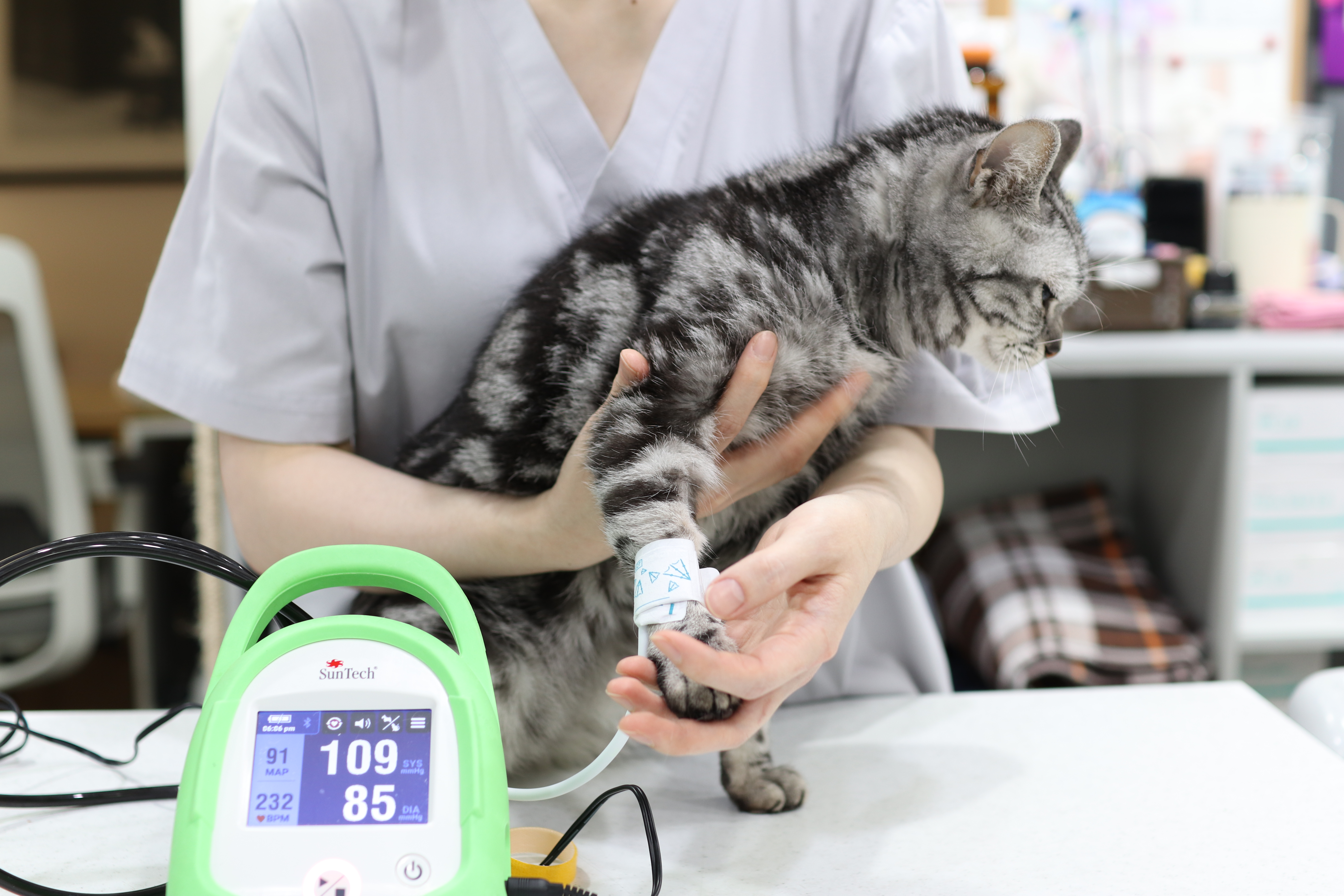 그레이스 고양이병원 대표 이미지