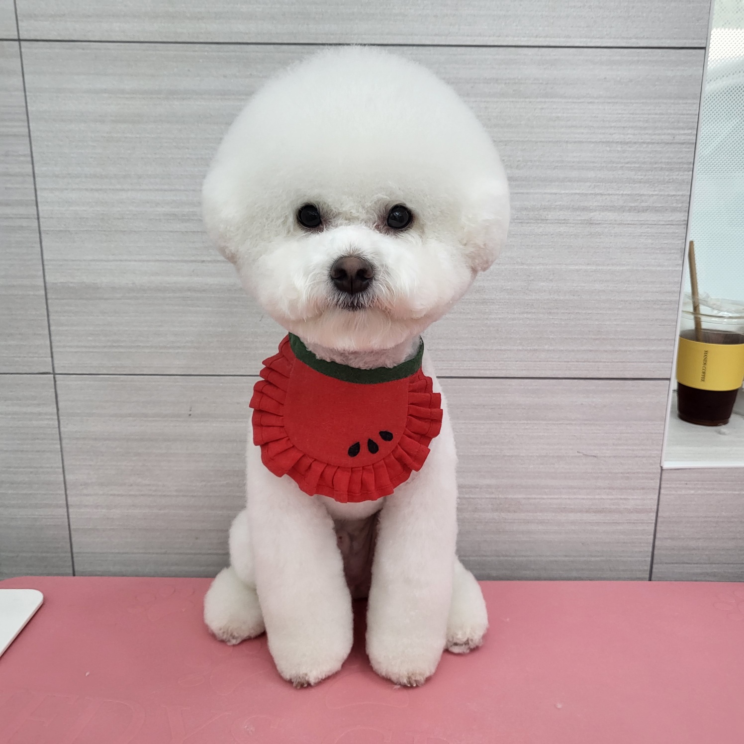 버들강아지 대표 이미지