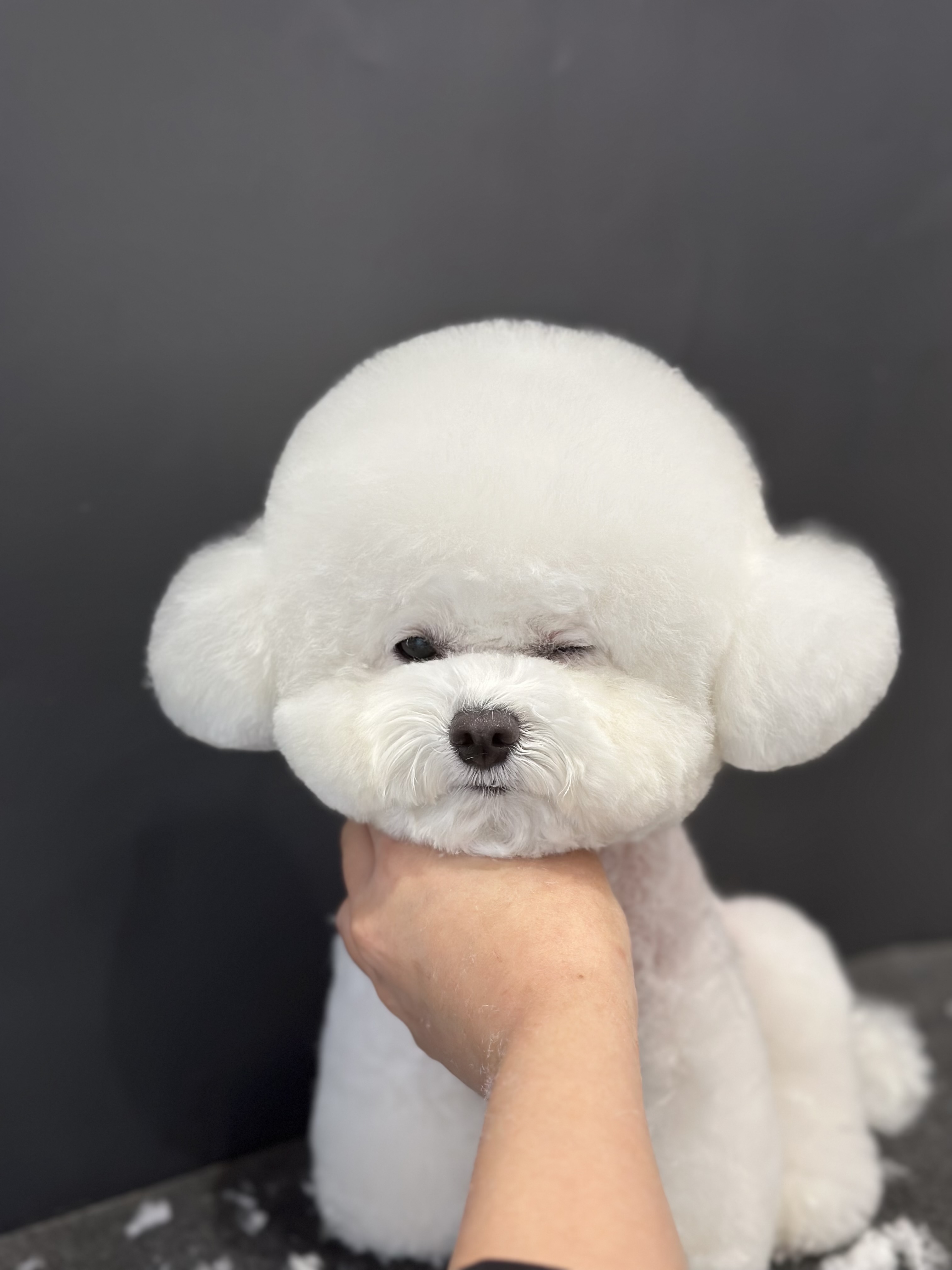푸들푸들 대표 이미지