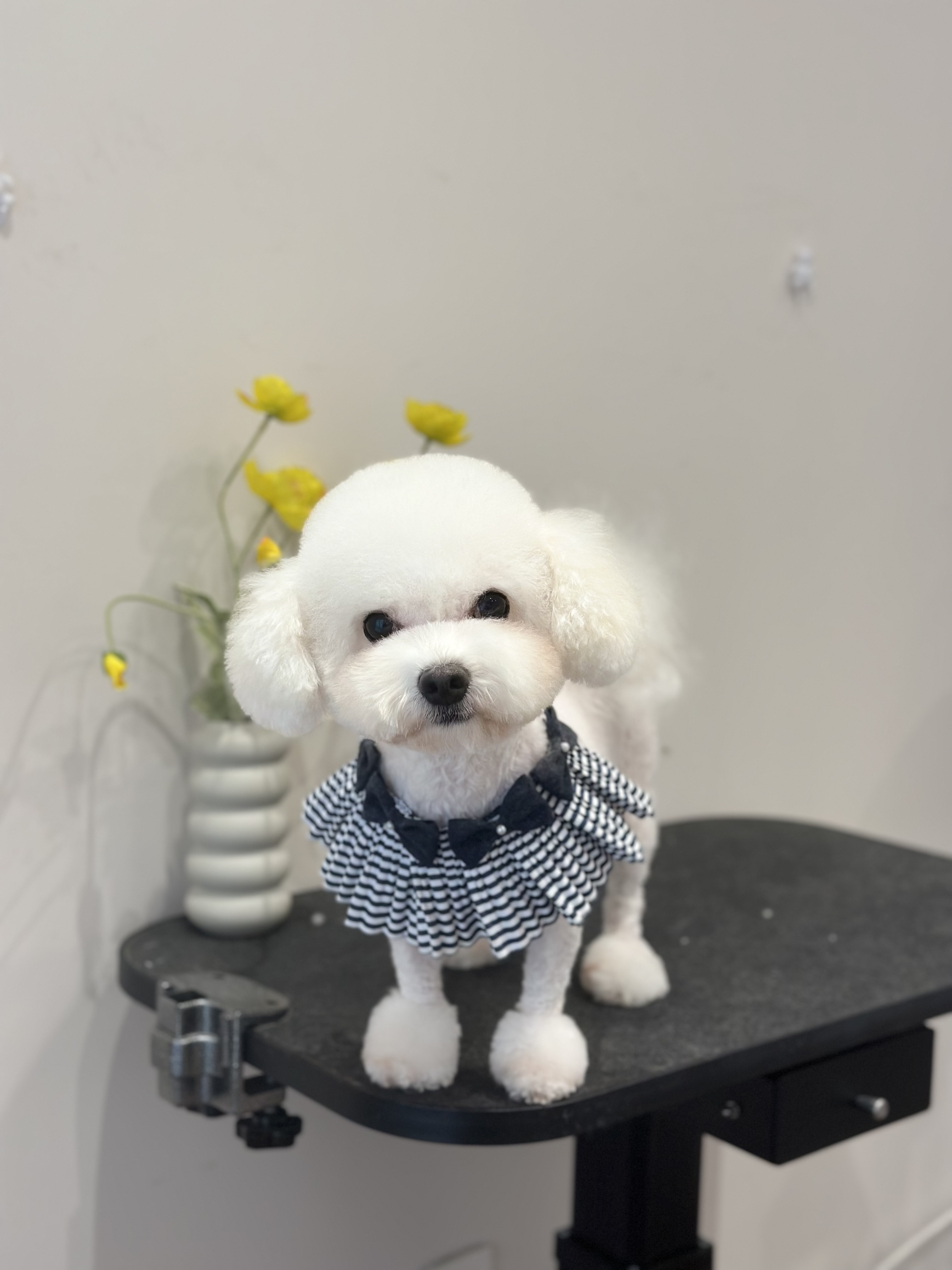 푸들푸들 대표 이미지