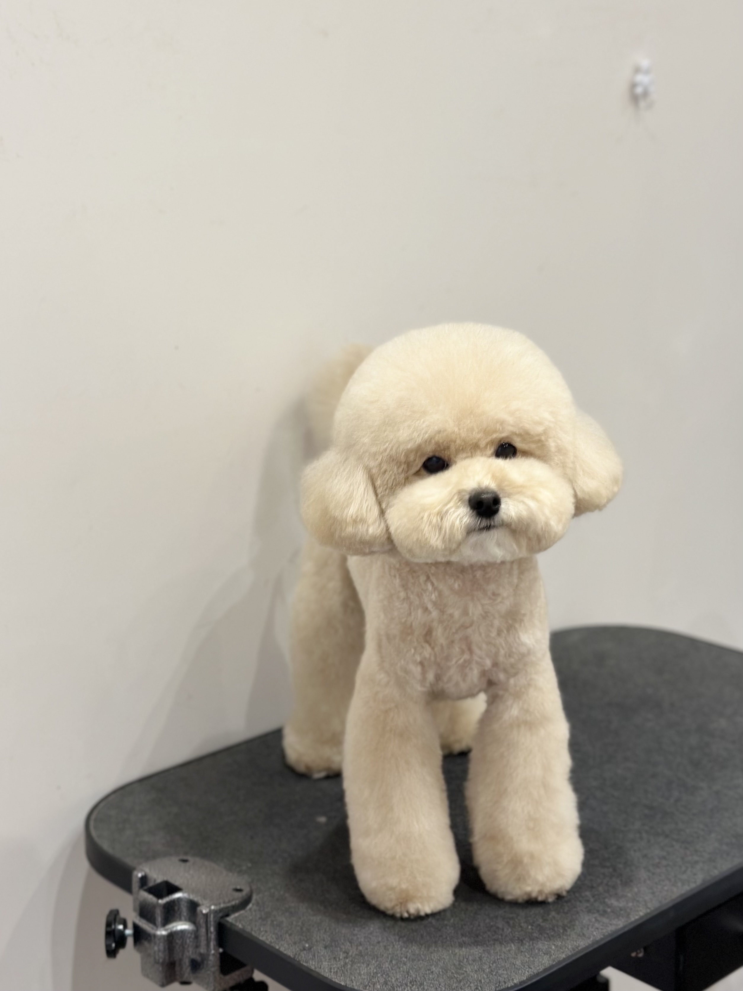푸들푸들 대표 이미지