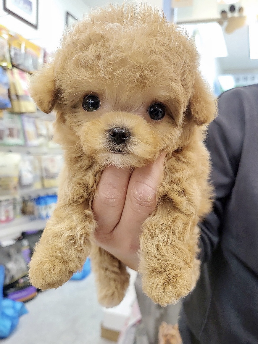 강아지대공원 양주본점