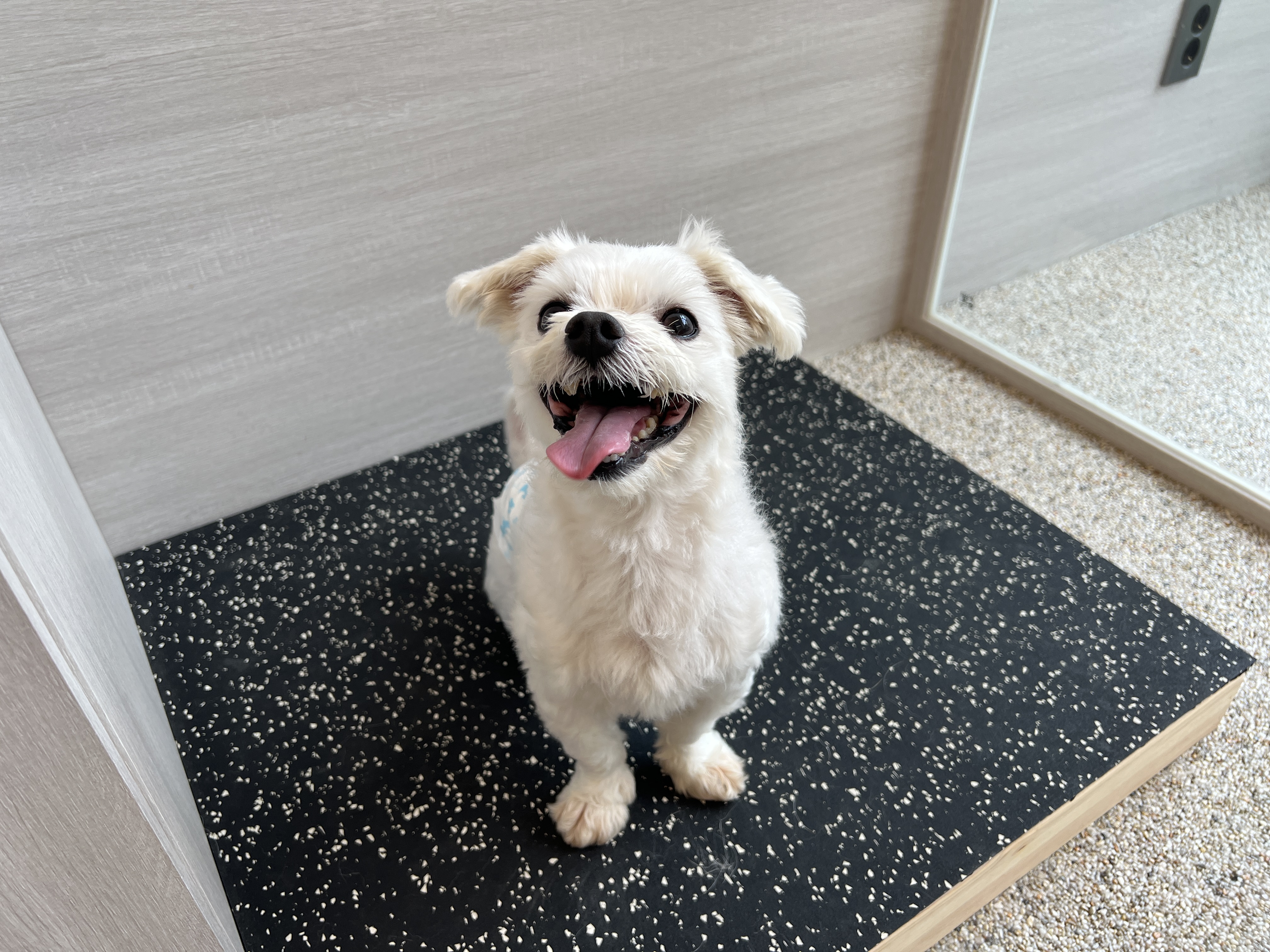 프로독 대표 이미지