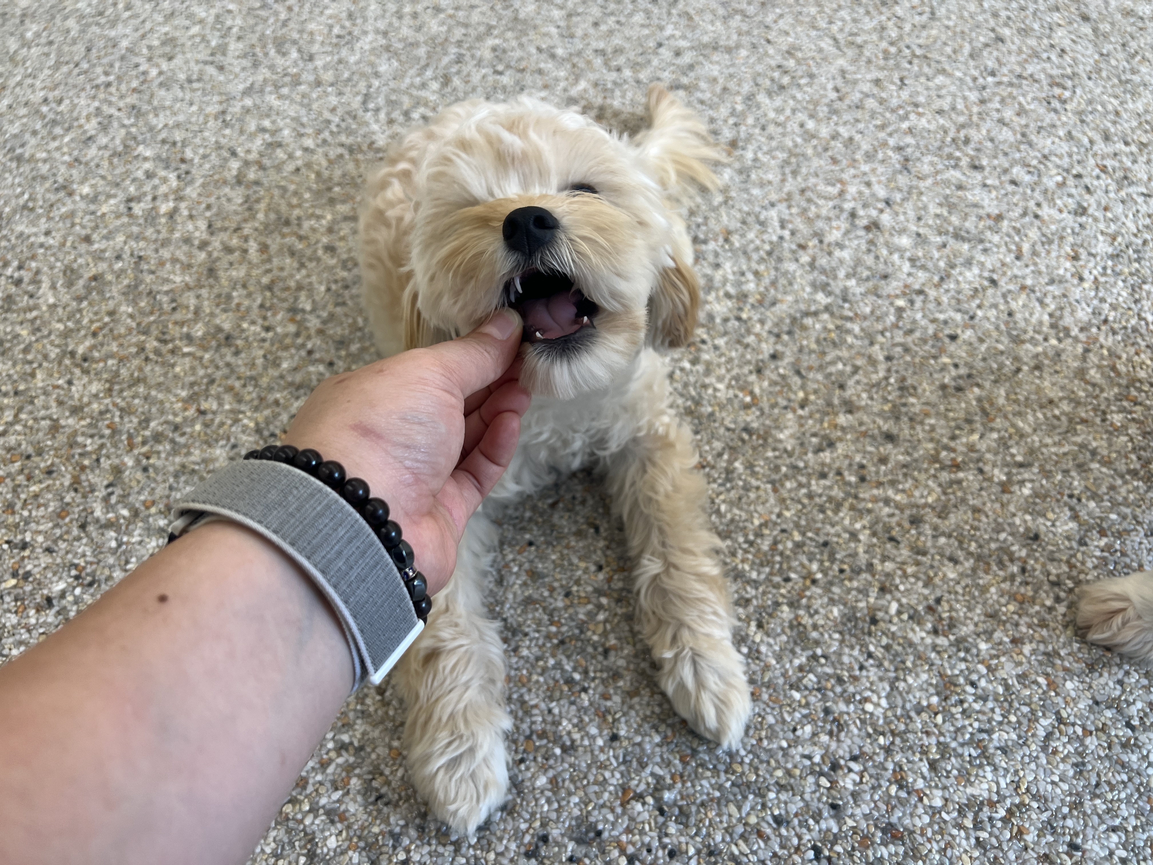 프로독 반려견훈련소 애견호텔 대표 이미지