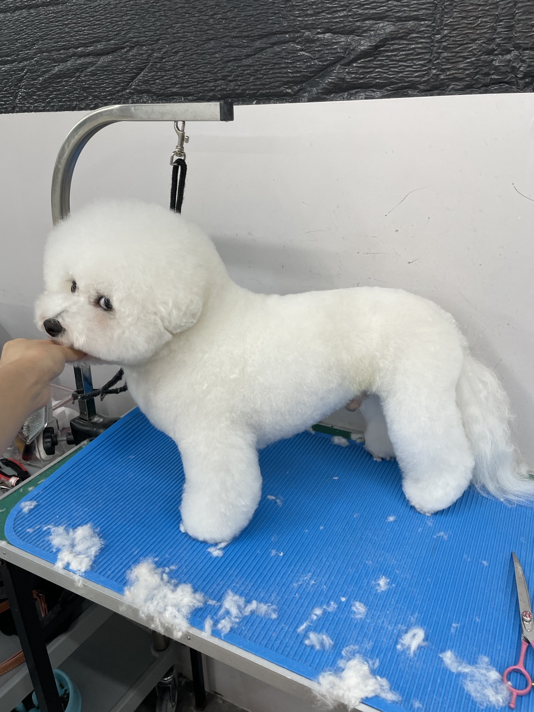 블리스펫츠