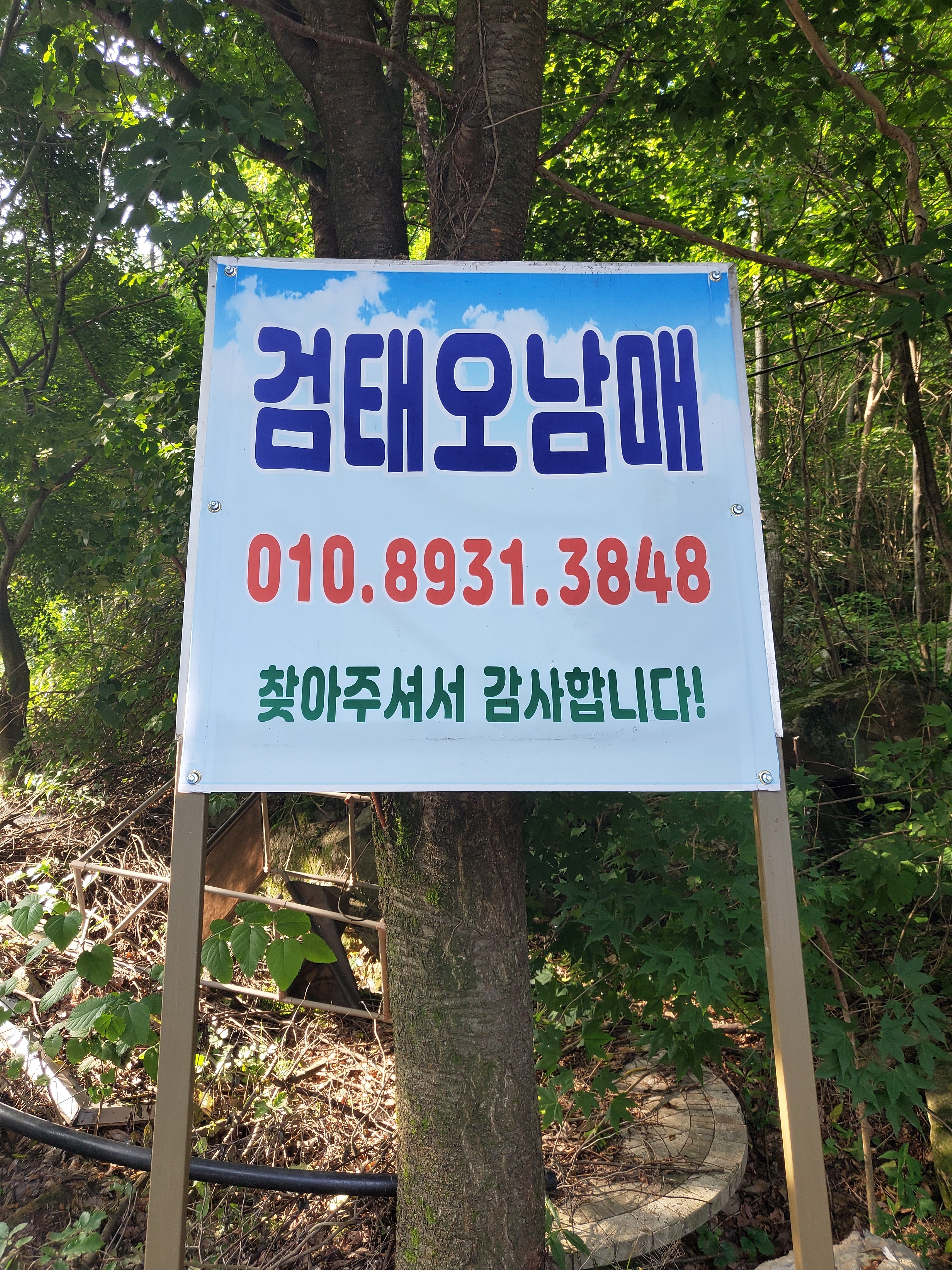 검태오남매
