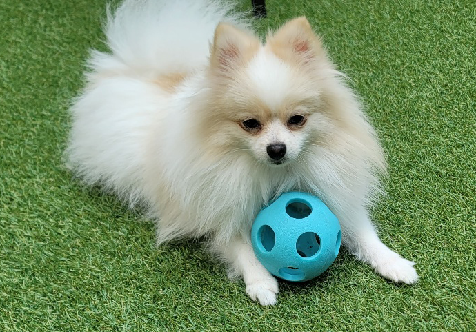 애견호텔몽몽 대표 이미지