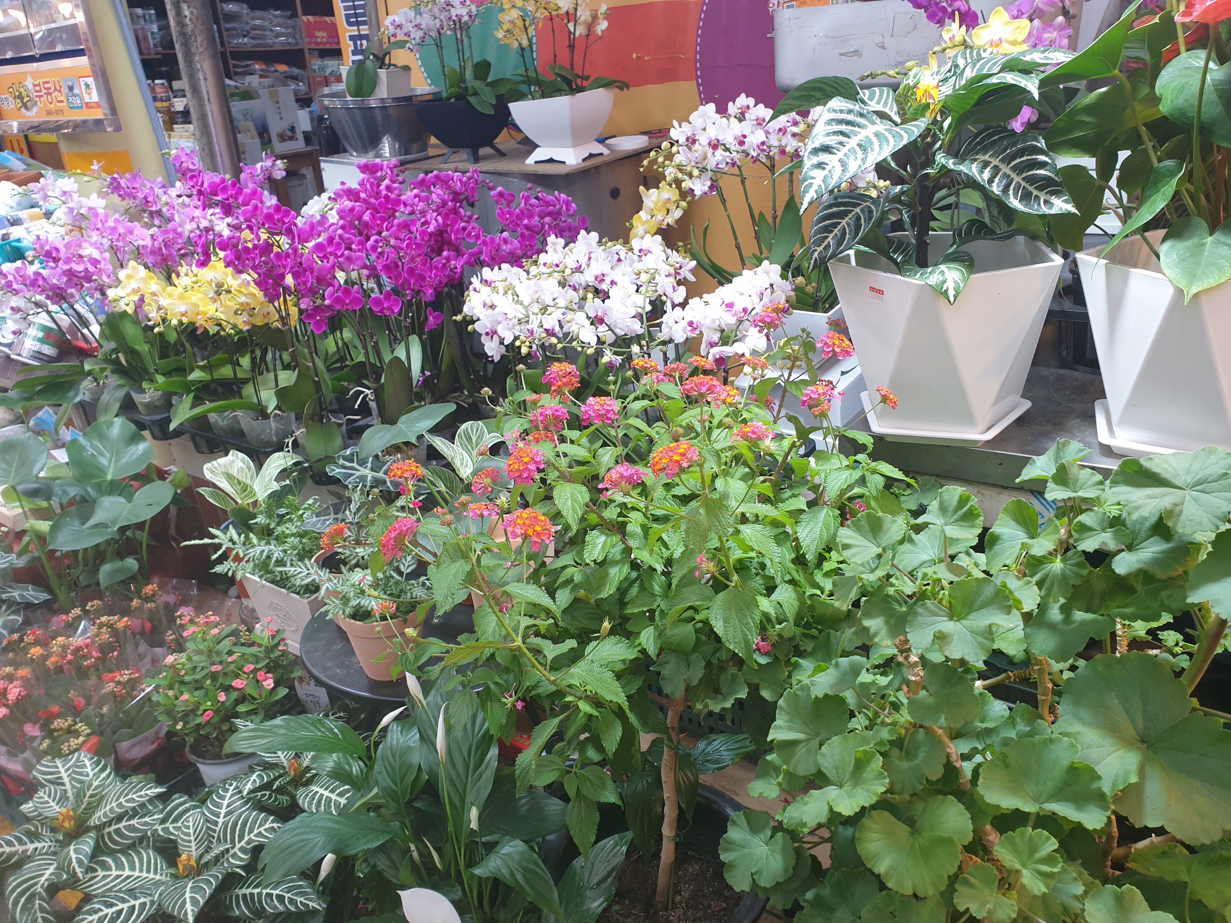 늘푸른건강명가