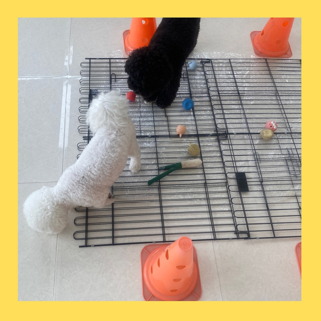 눈이부시개 애견유치원&호텔 대표 이미지