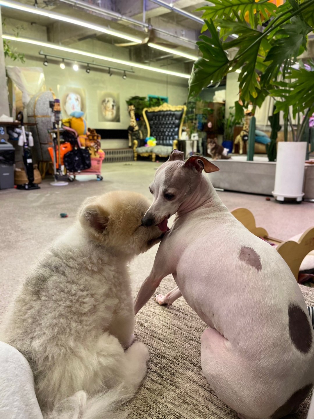 오르치그로치 대표 이미지