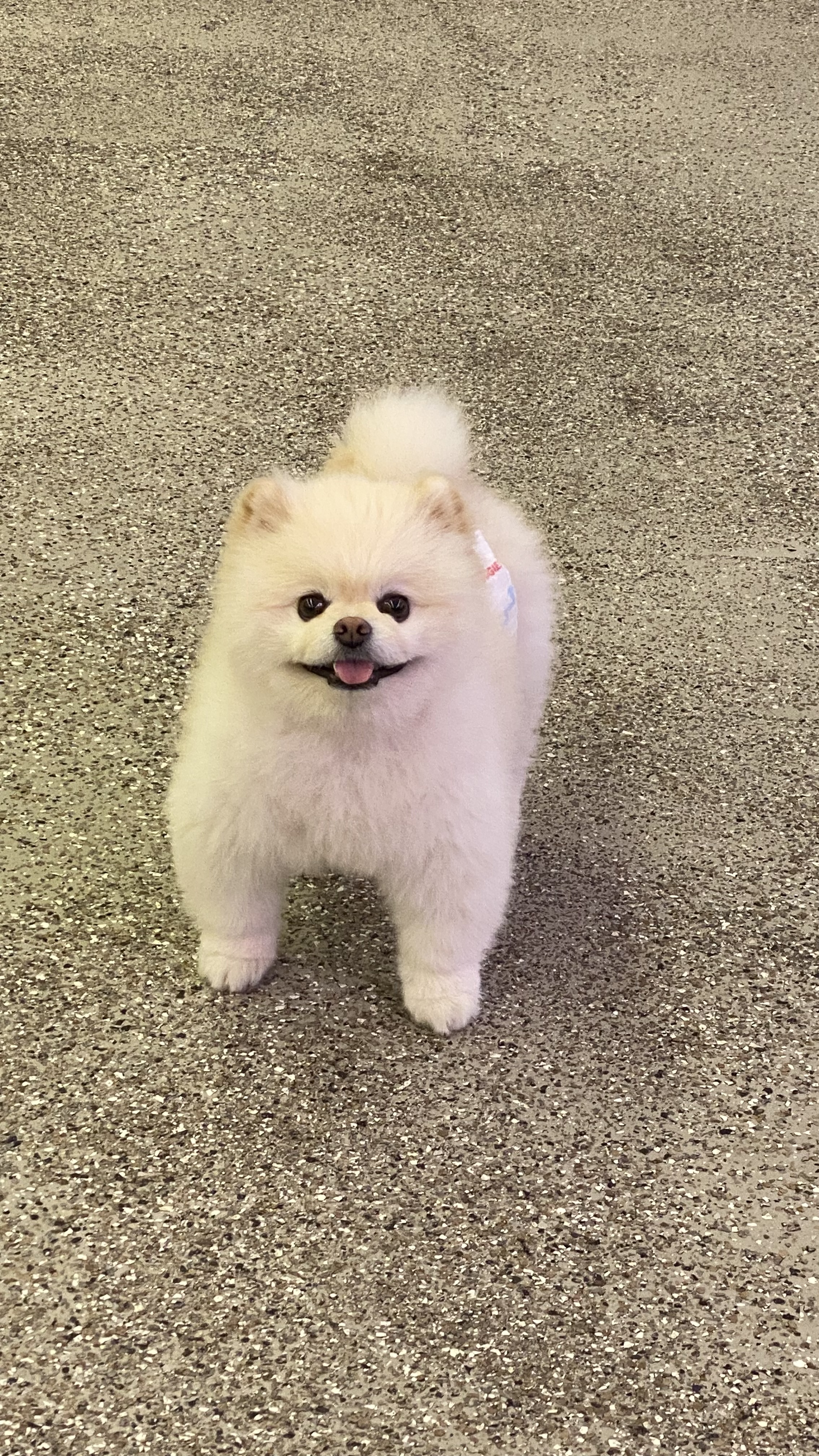 오르치그로치 반려동물 동반 애견카페