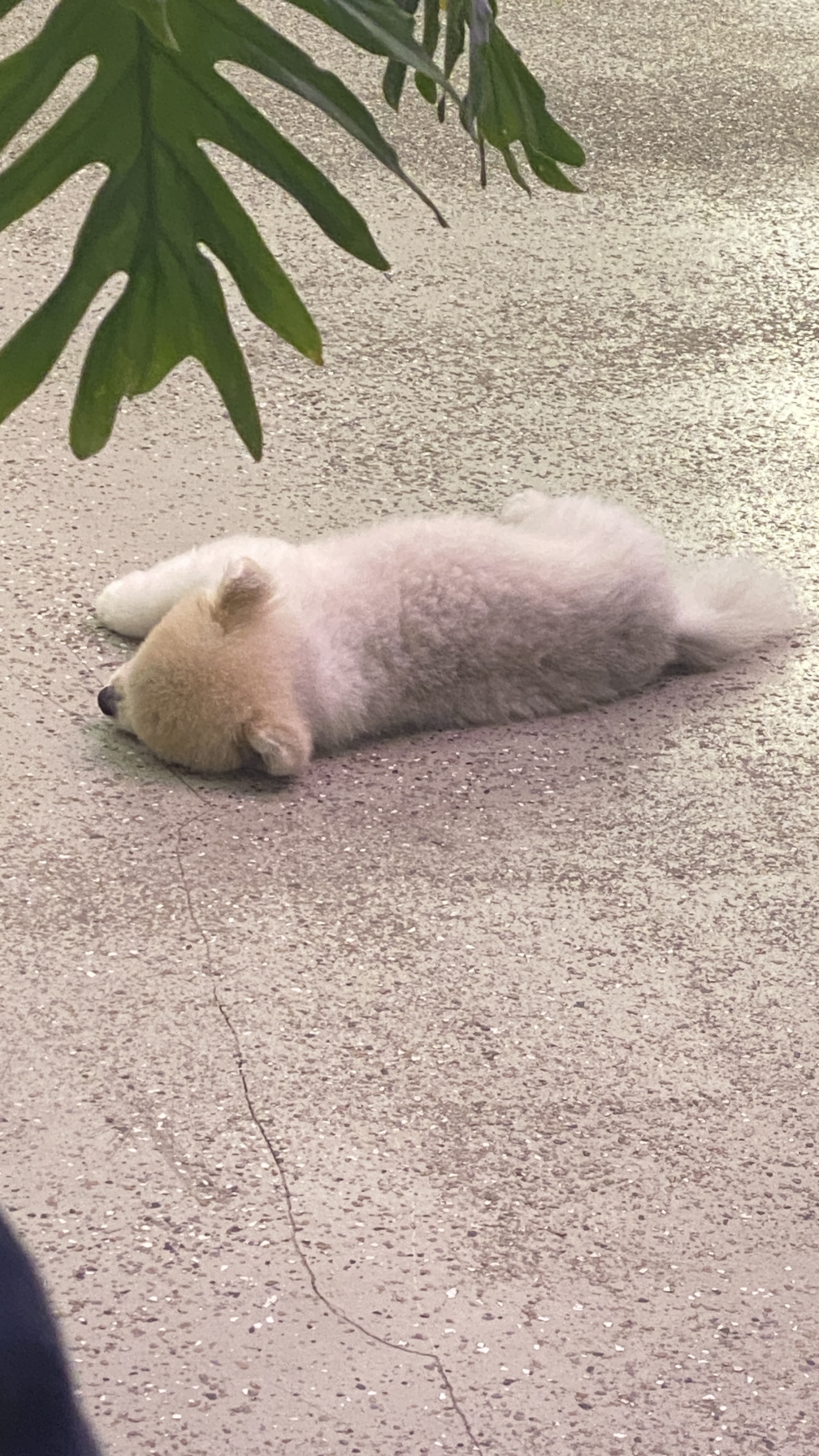 오르치그로치 대표 이미지