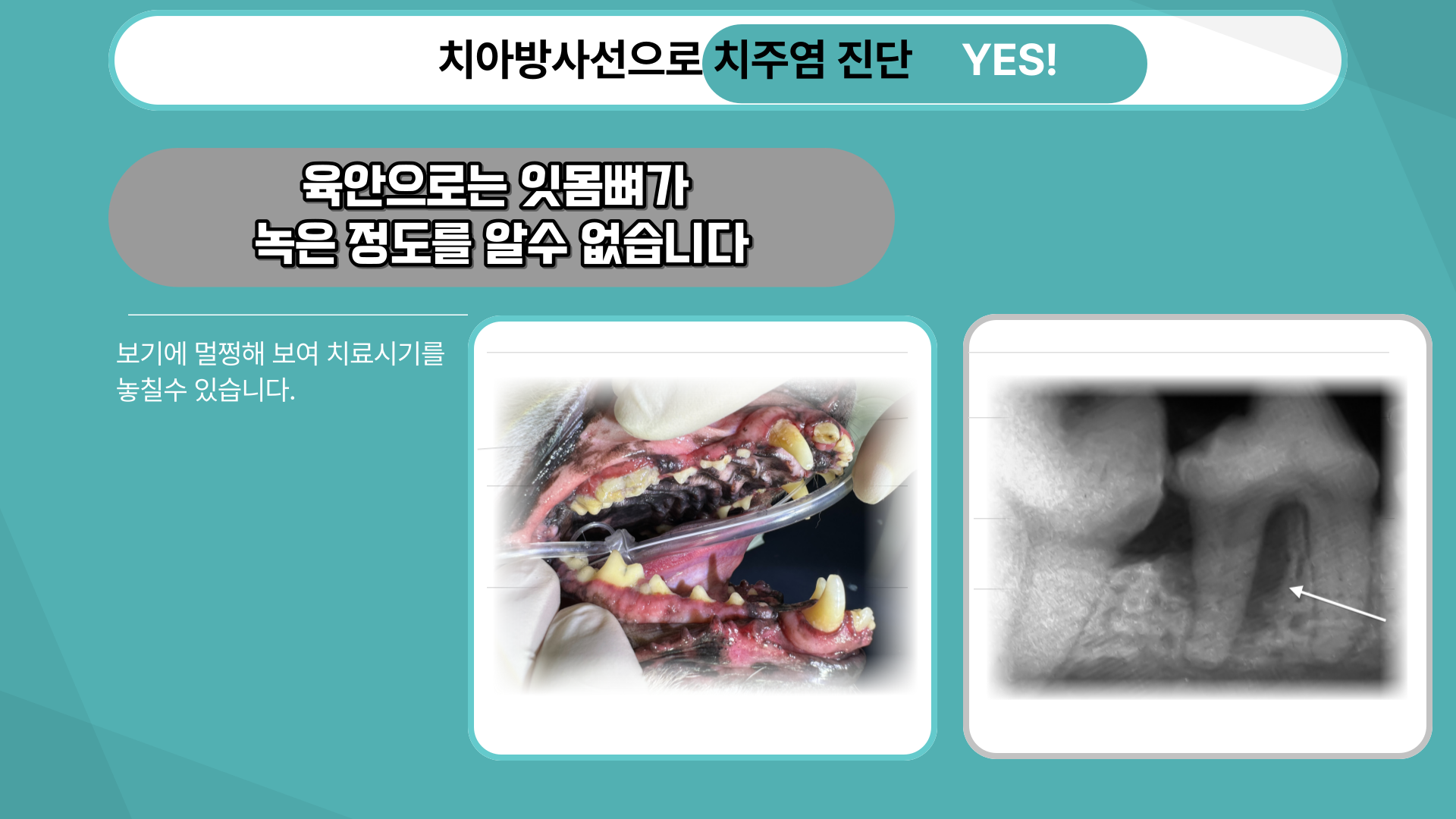 앙리 동물병원 대표 이미지