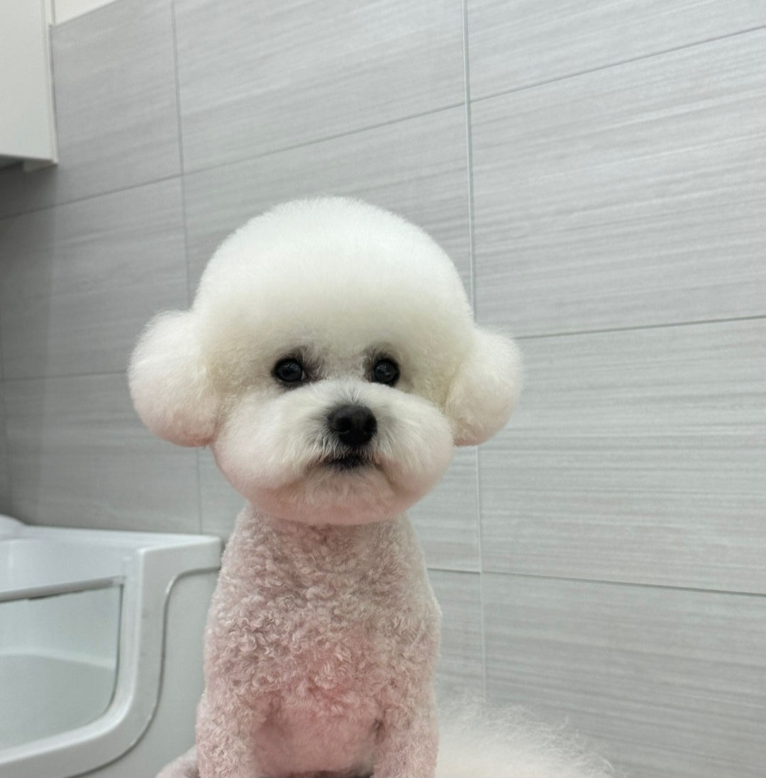 버들강아지 대표 이미지