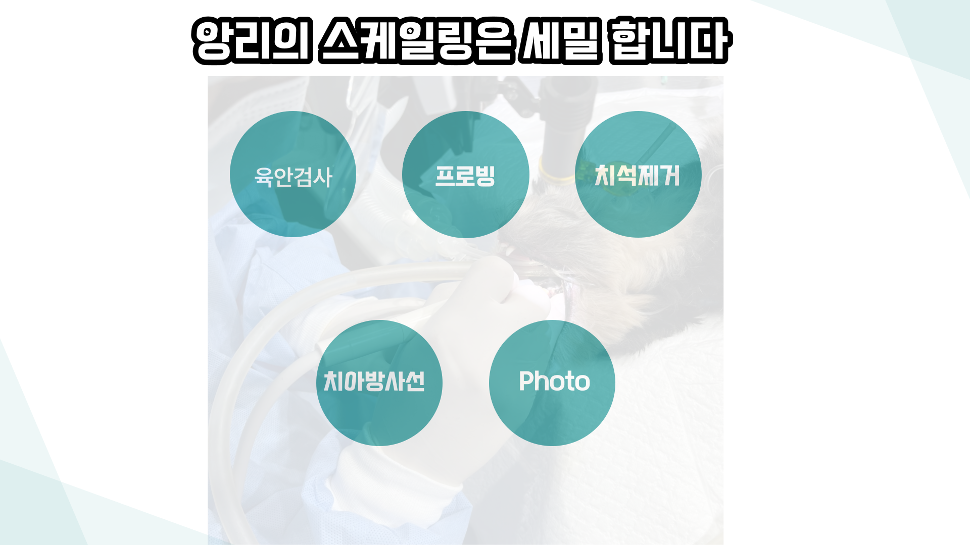 앙리 동물병원 대표 이미지