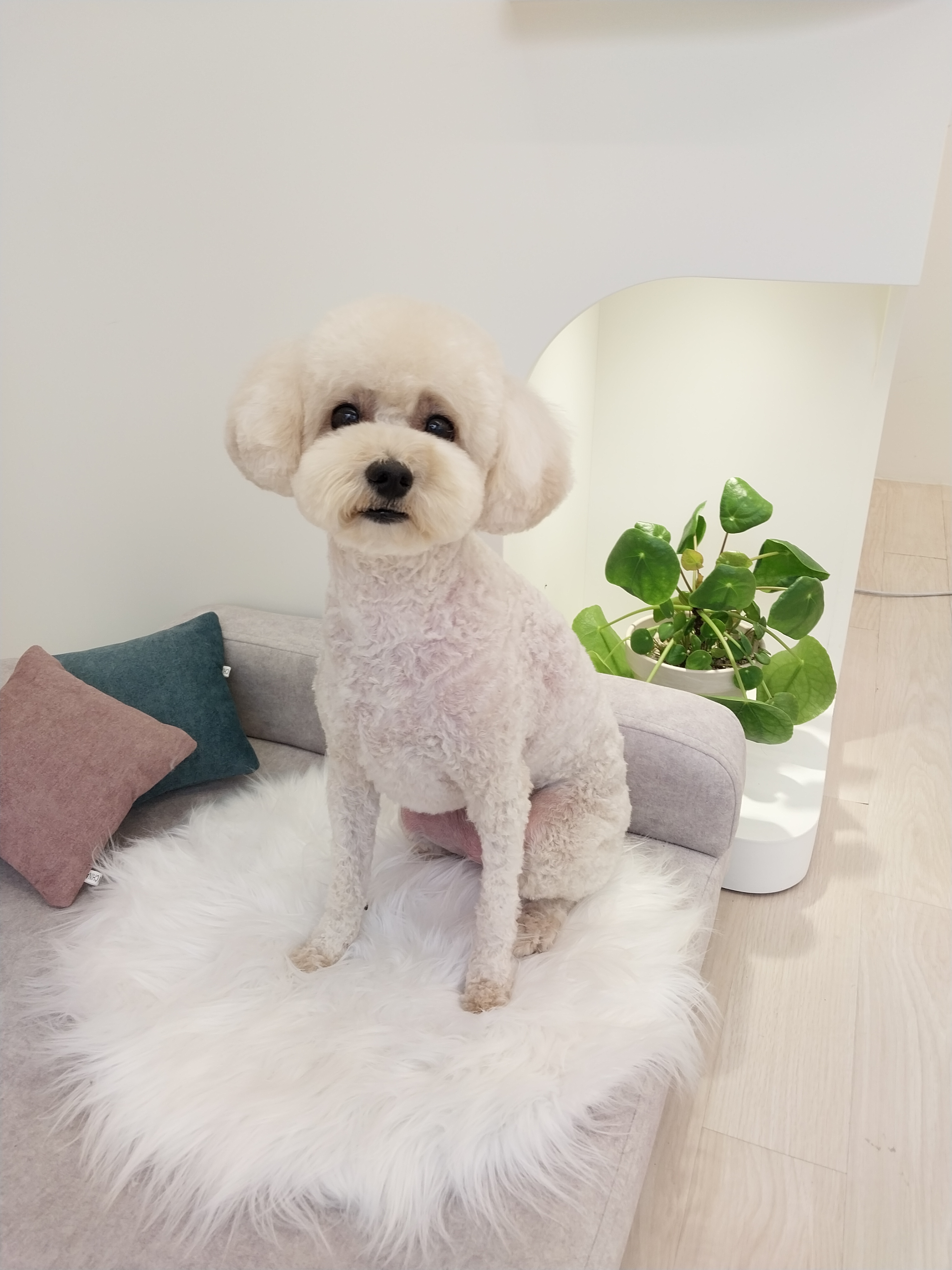 모찌네 살롱 대표 이미지