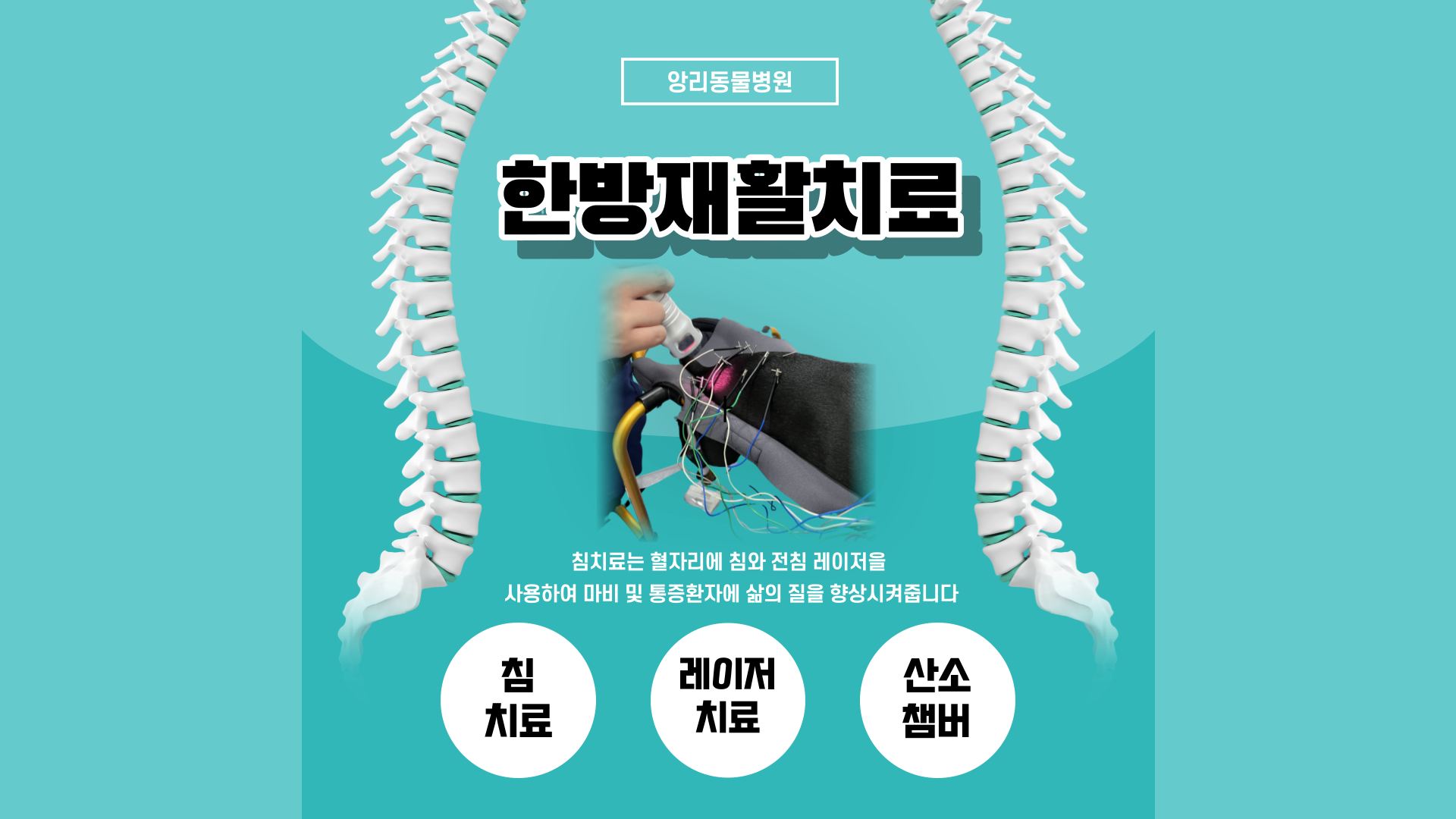 앙리 동물병원 대표 이미지