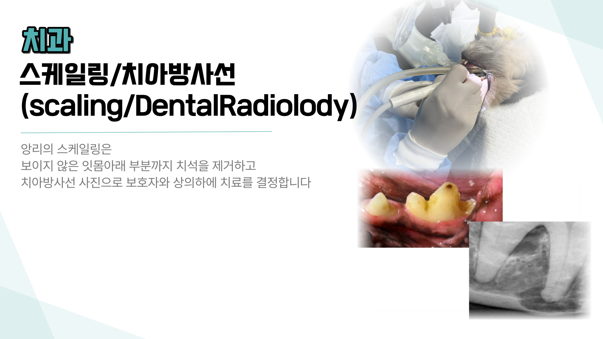 앙리 동물병원 대표 이미지