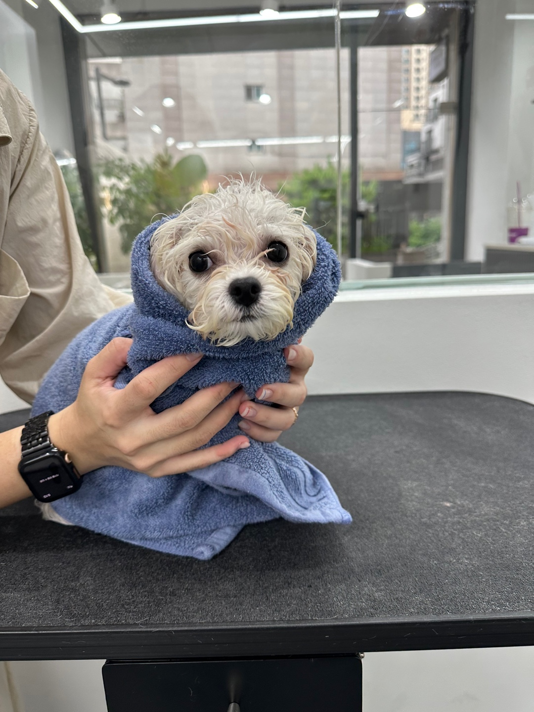 공독 대표 이미지