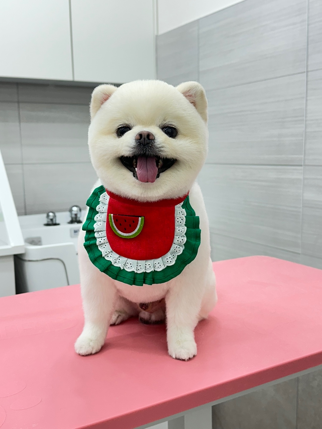 버들강아지 대표 이미지