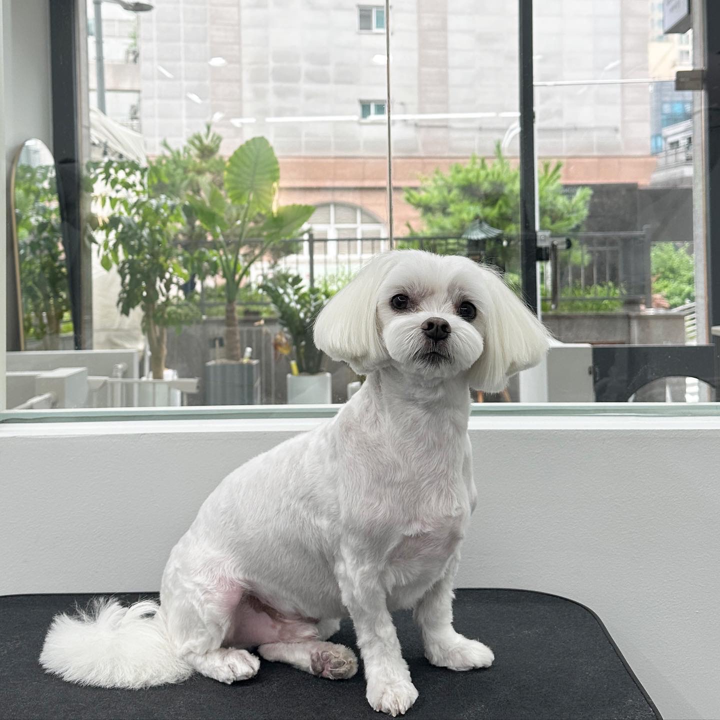 공독 대표 이미지