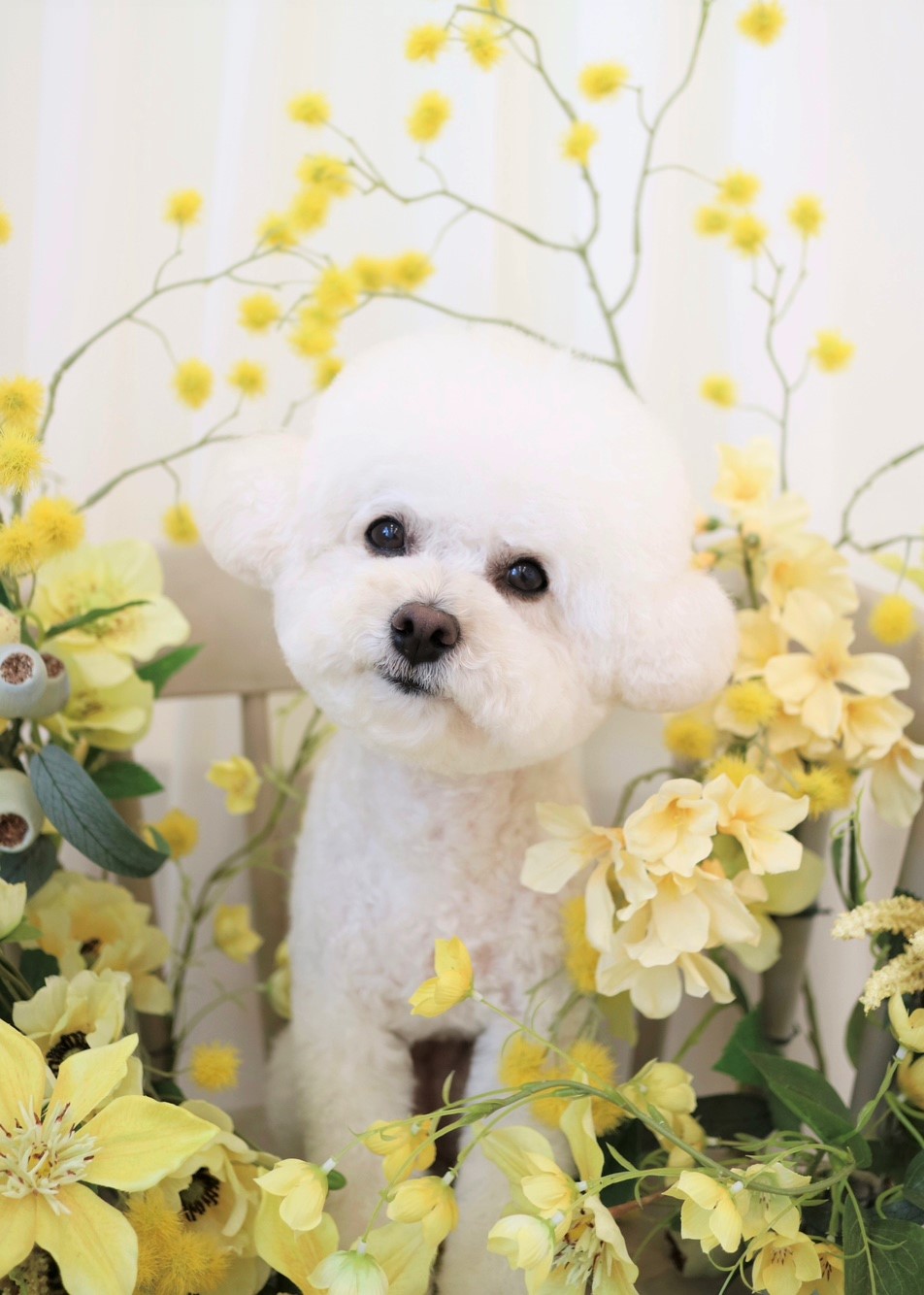 꼬모의 산책 대표 이미지