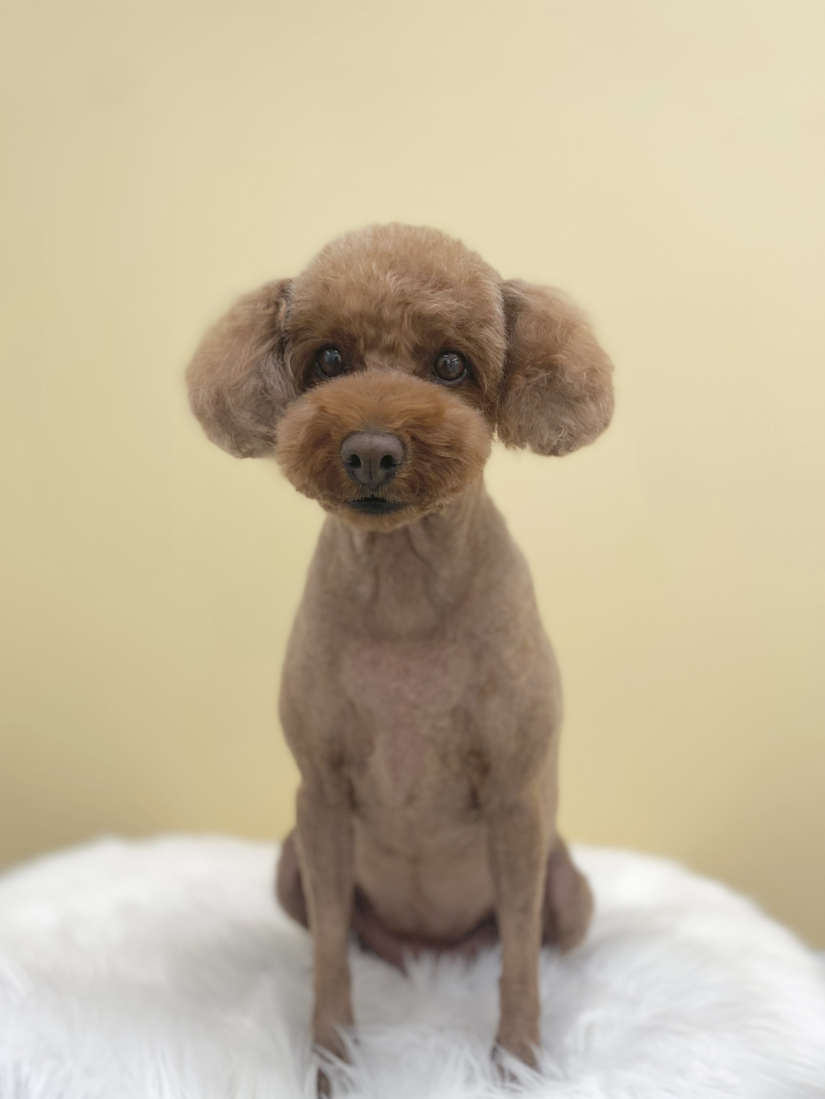 멍뭉샵 대표 이미지