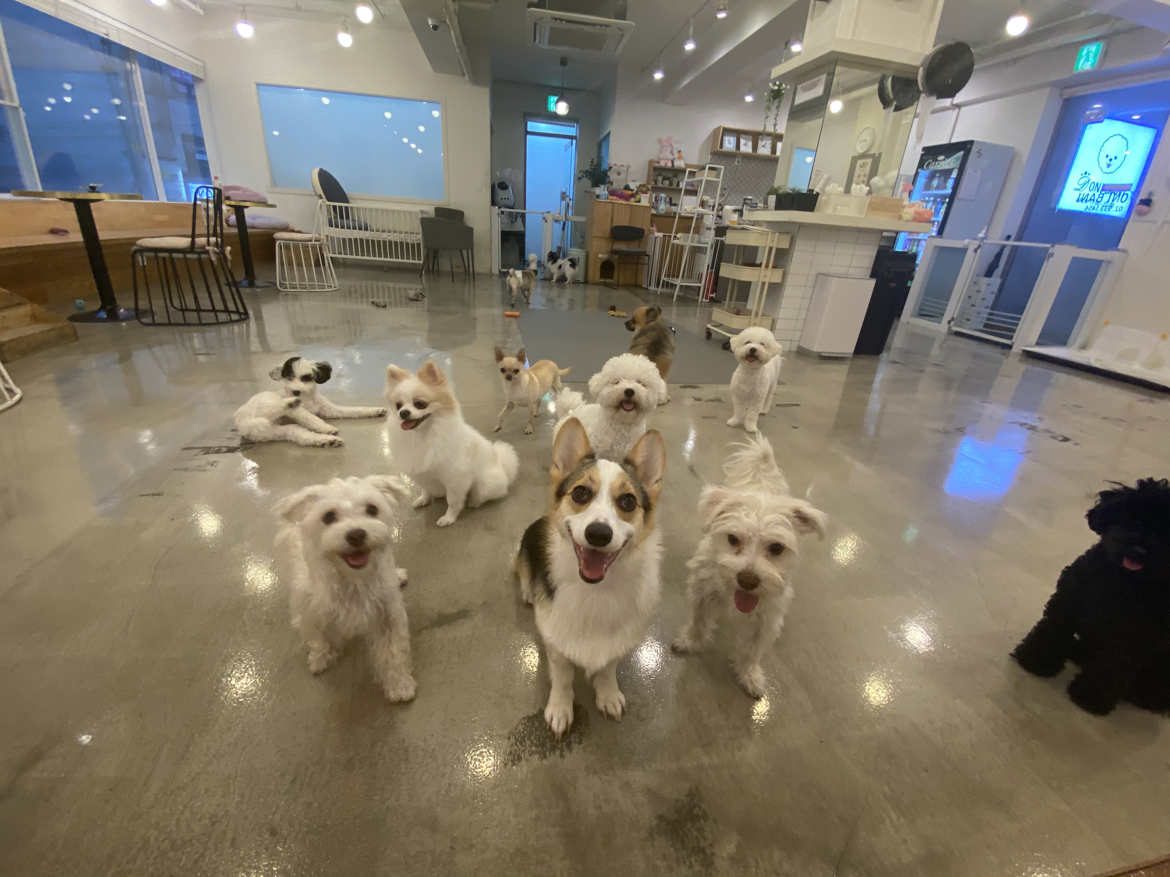 멍플레이 애견카페 대표 이미지