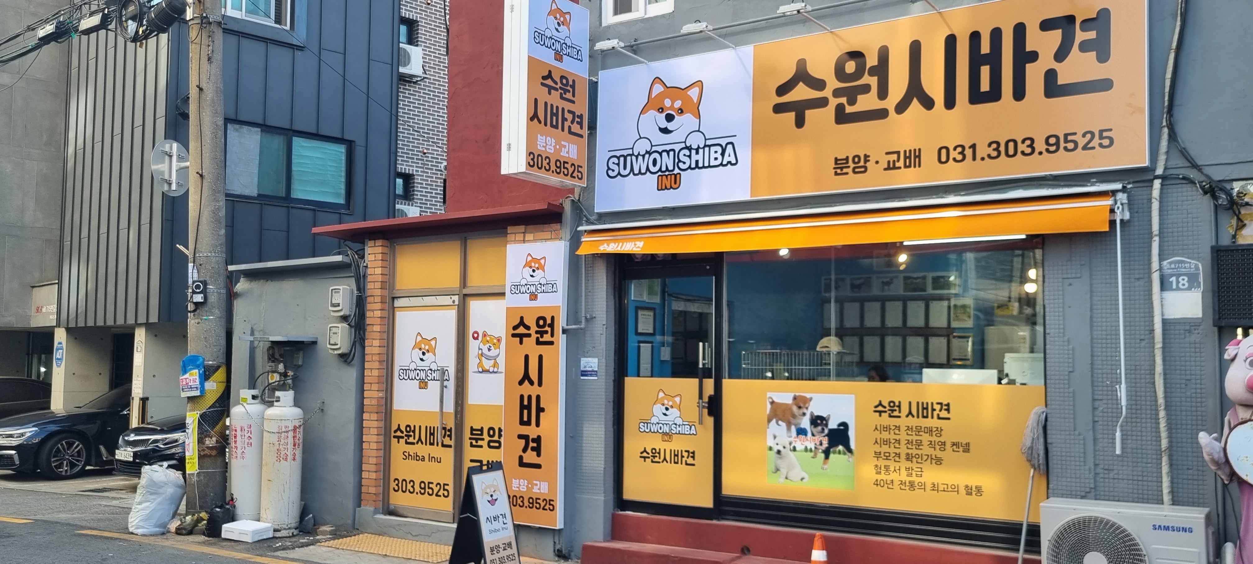 수원시바견