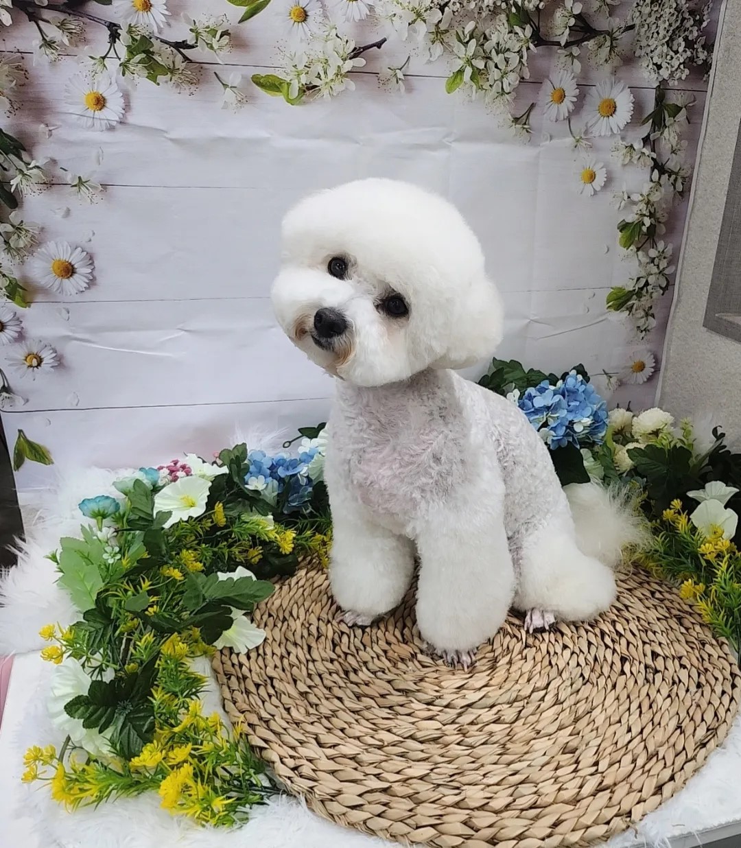 케이디뷰티&펫 신중동점 대표 이미지