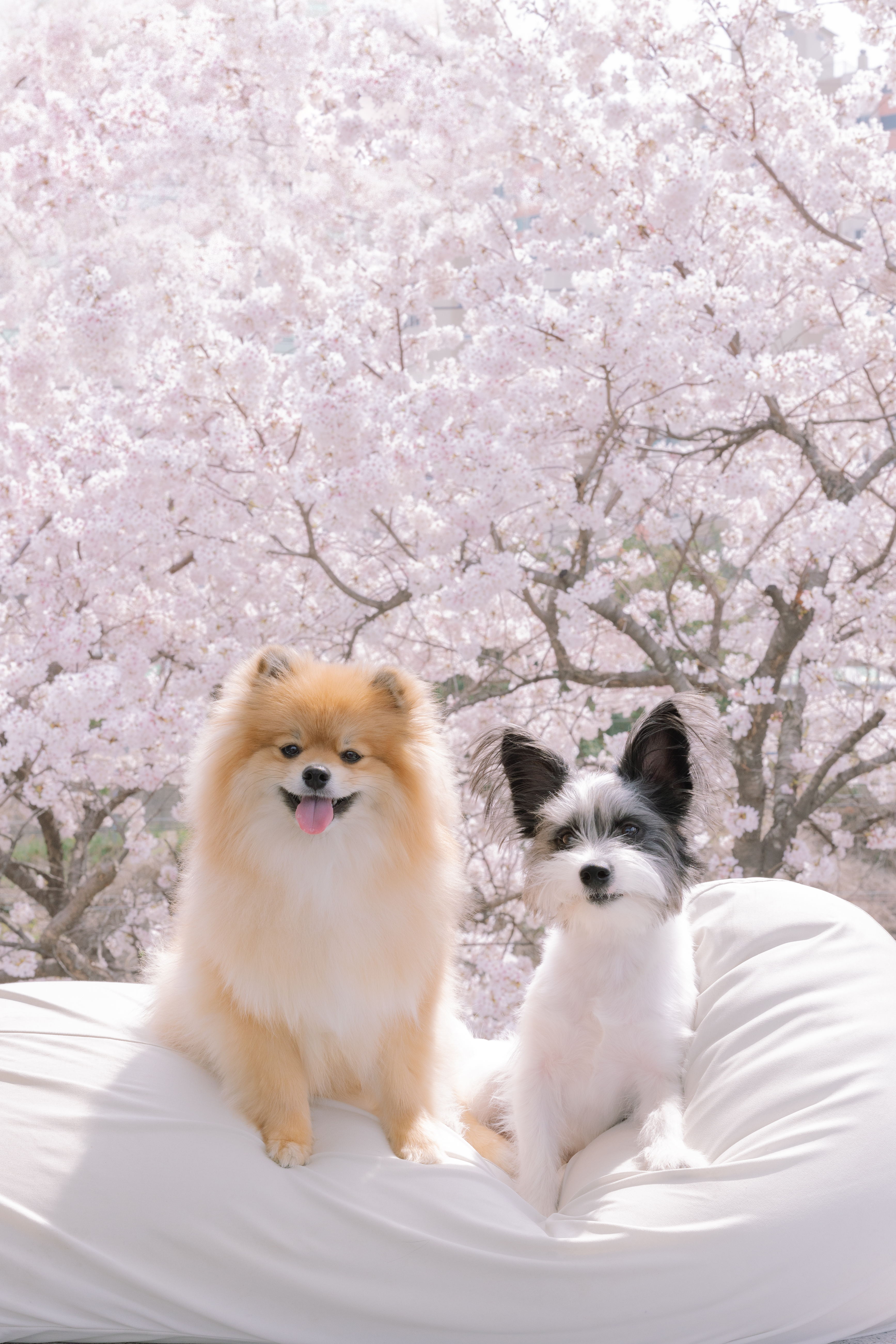 산책간다고했잖아요 6