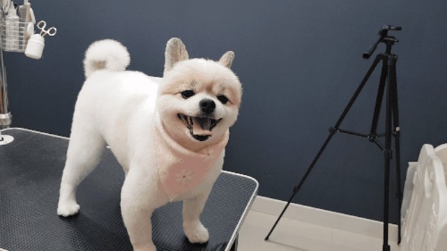 튼튼애견미용 대표 이미지