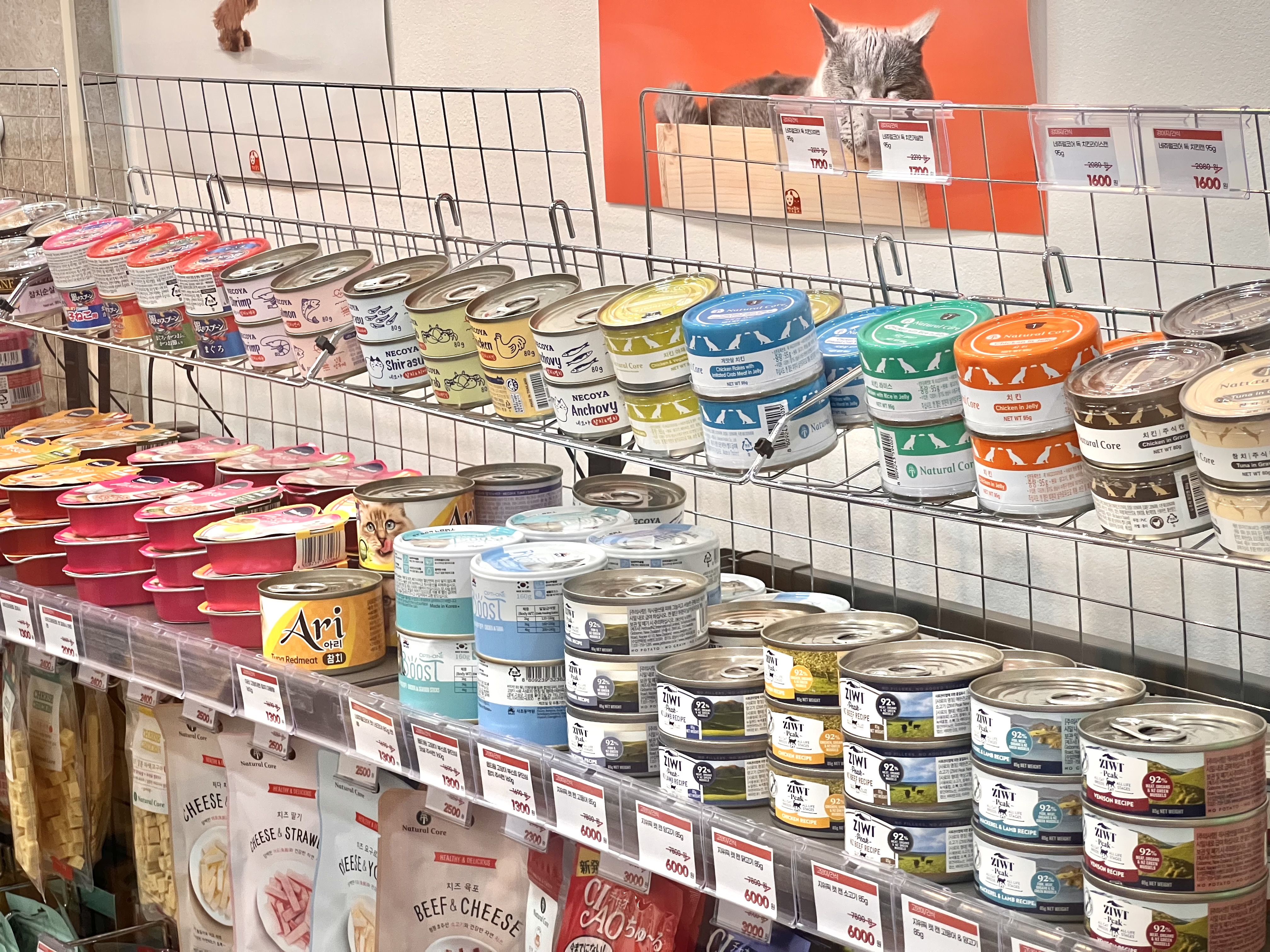 멍냥클럽 대표 이미지