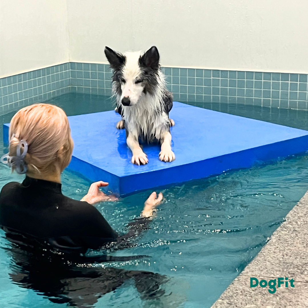 독핏 웰니스센터 대표 이미지