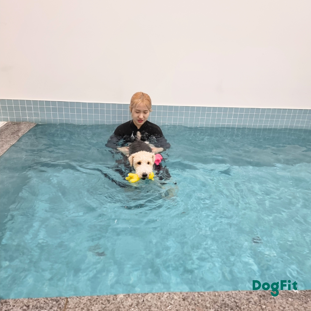 독핏 웰니스센터 대표 이미지