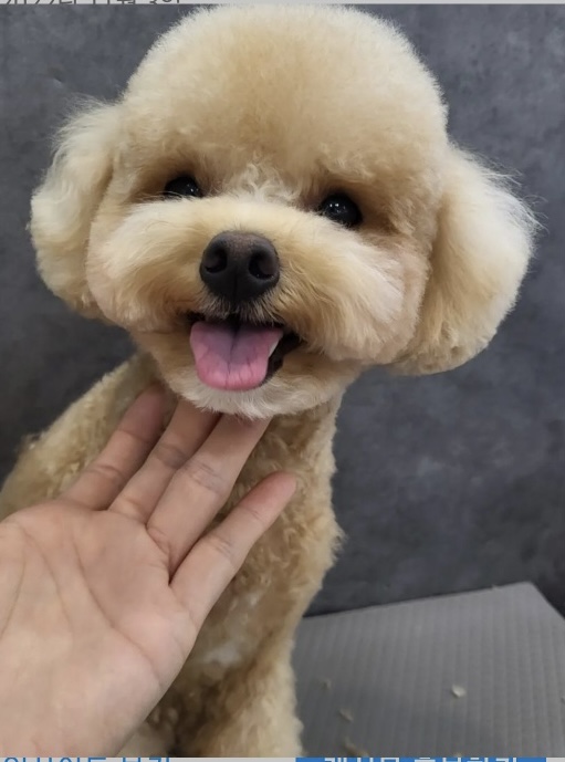 트리밍스토리 대표 이미지