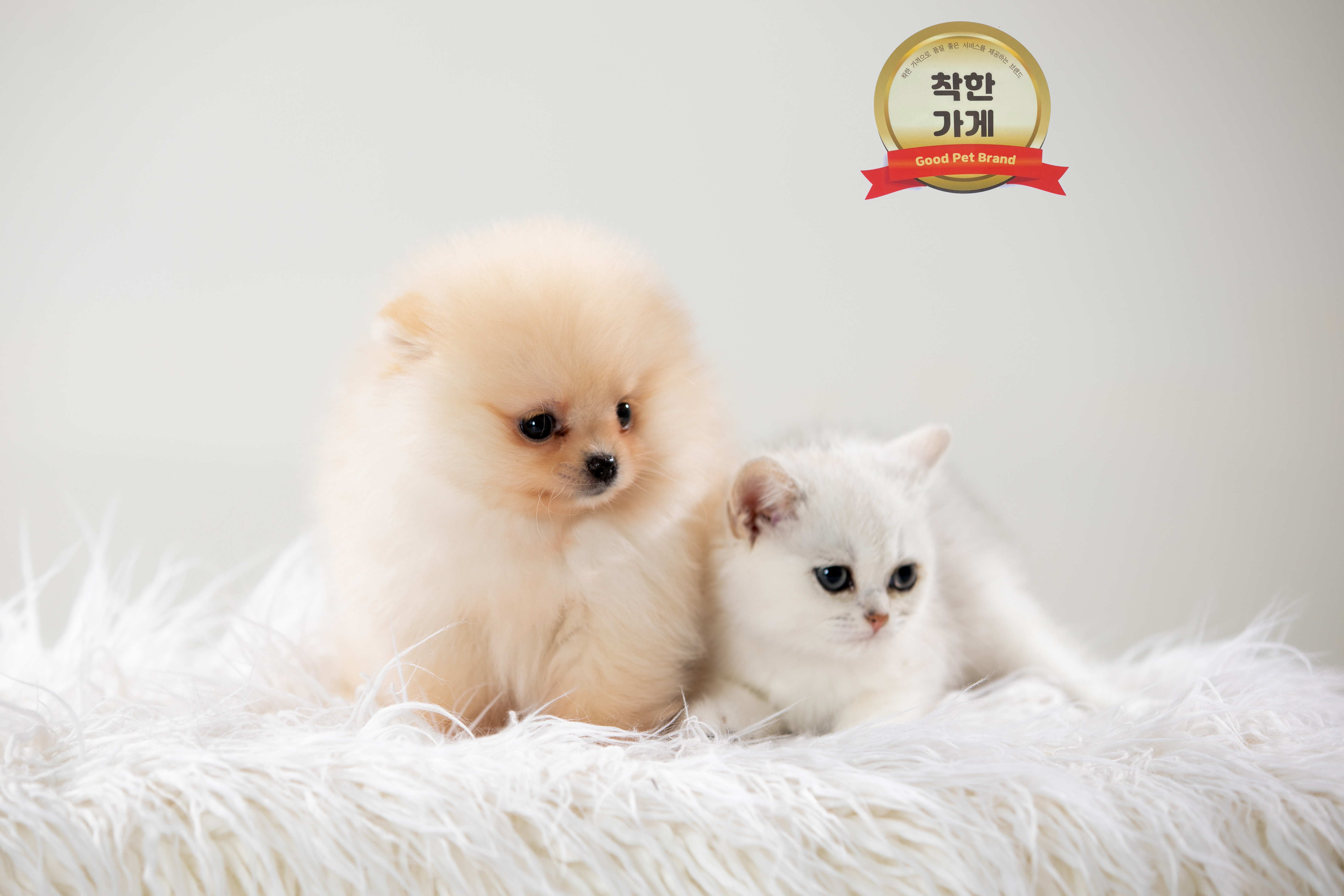 노이펫 강아지 고양이 춘천점