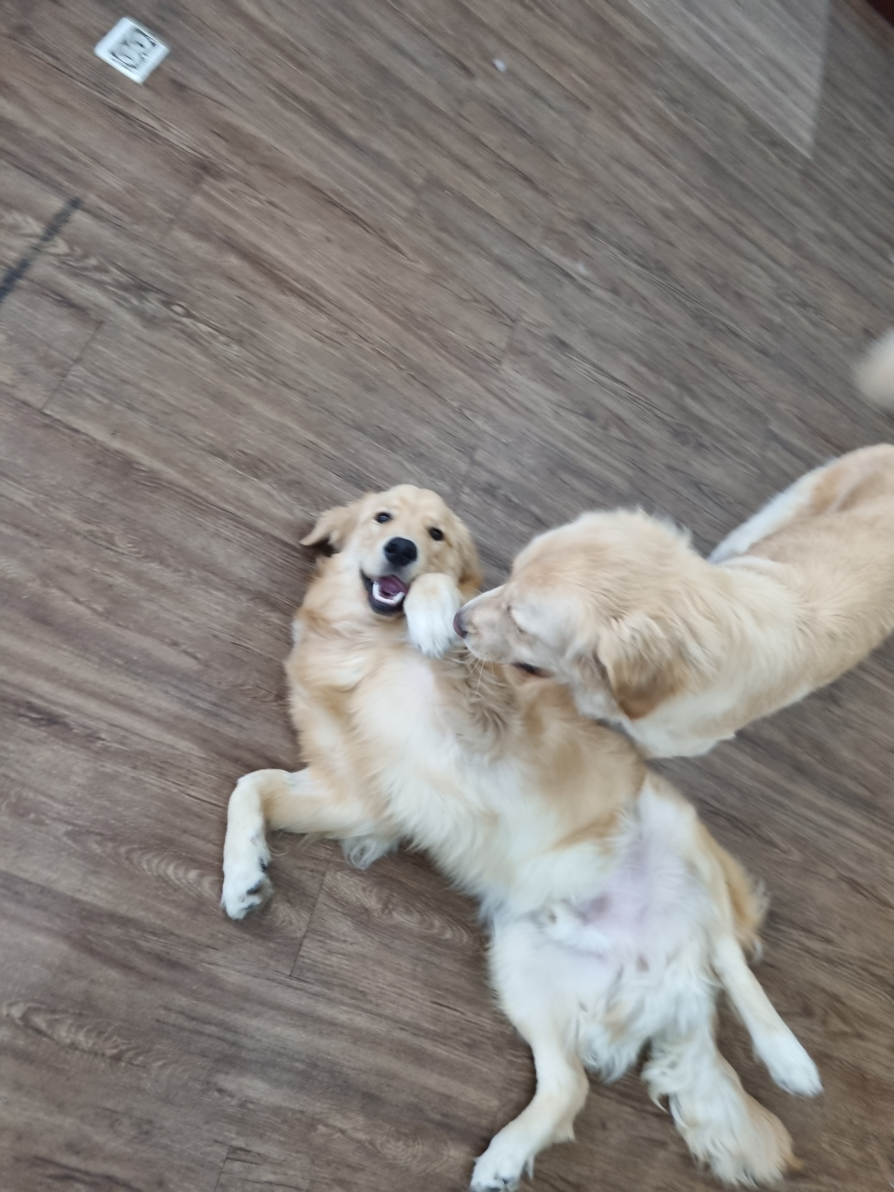 유채네 유치원 대표 이미지