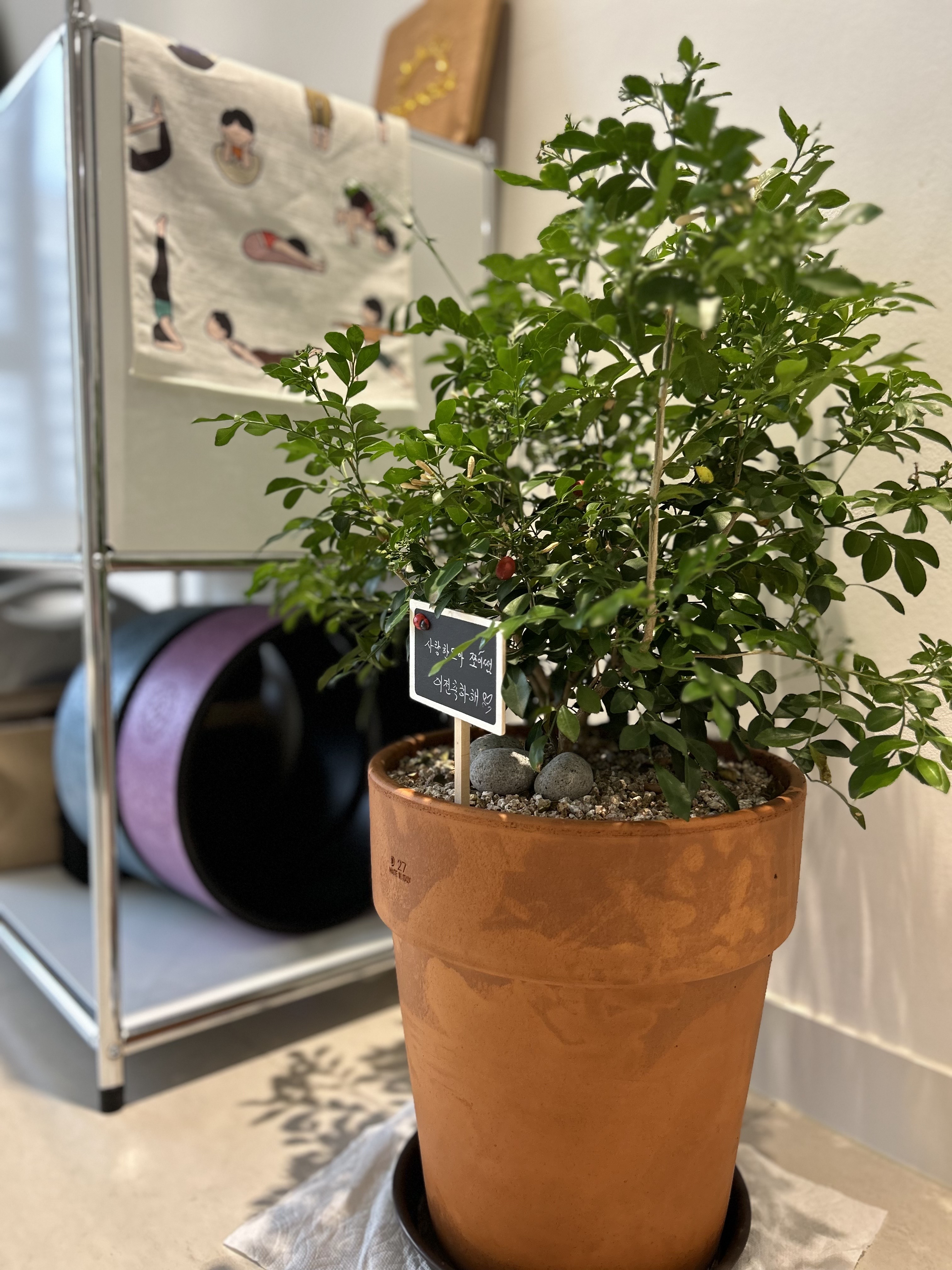 조이요가스튜디오 대표 이미지