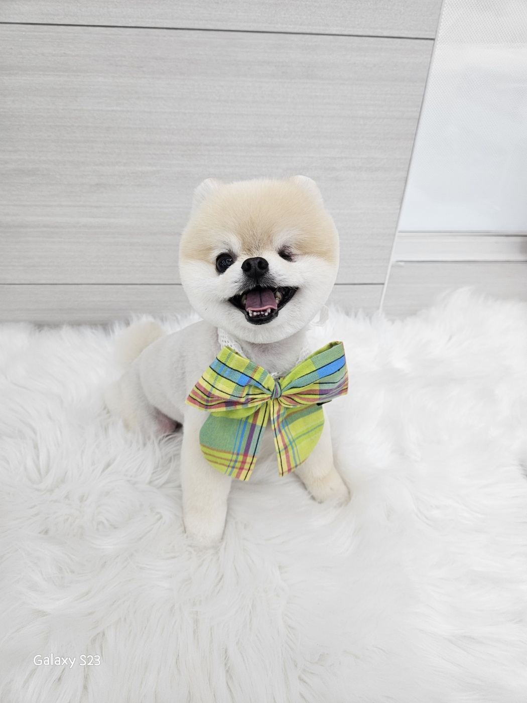 버들강아지 대표 이미지