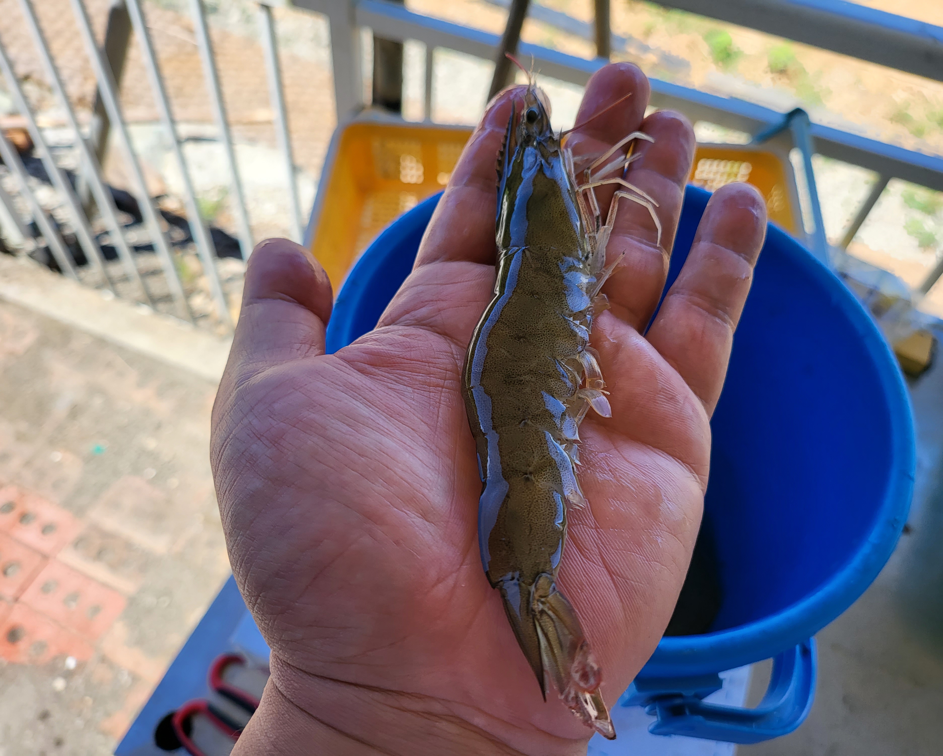 대포왕새우오리구이