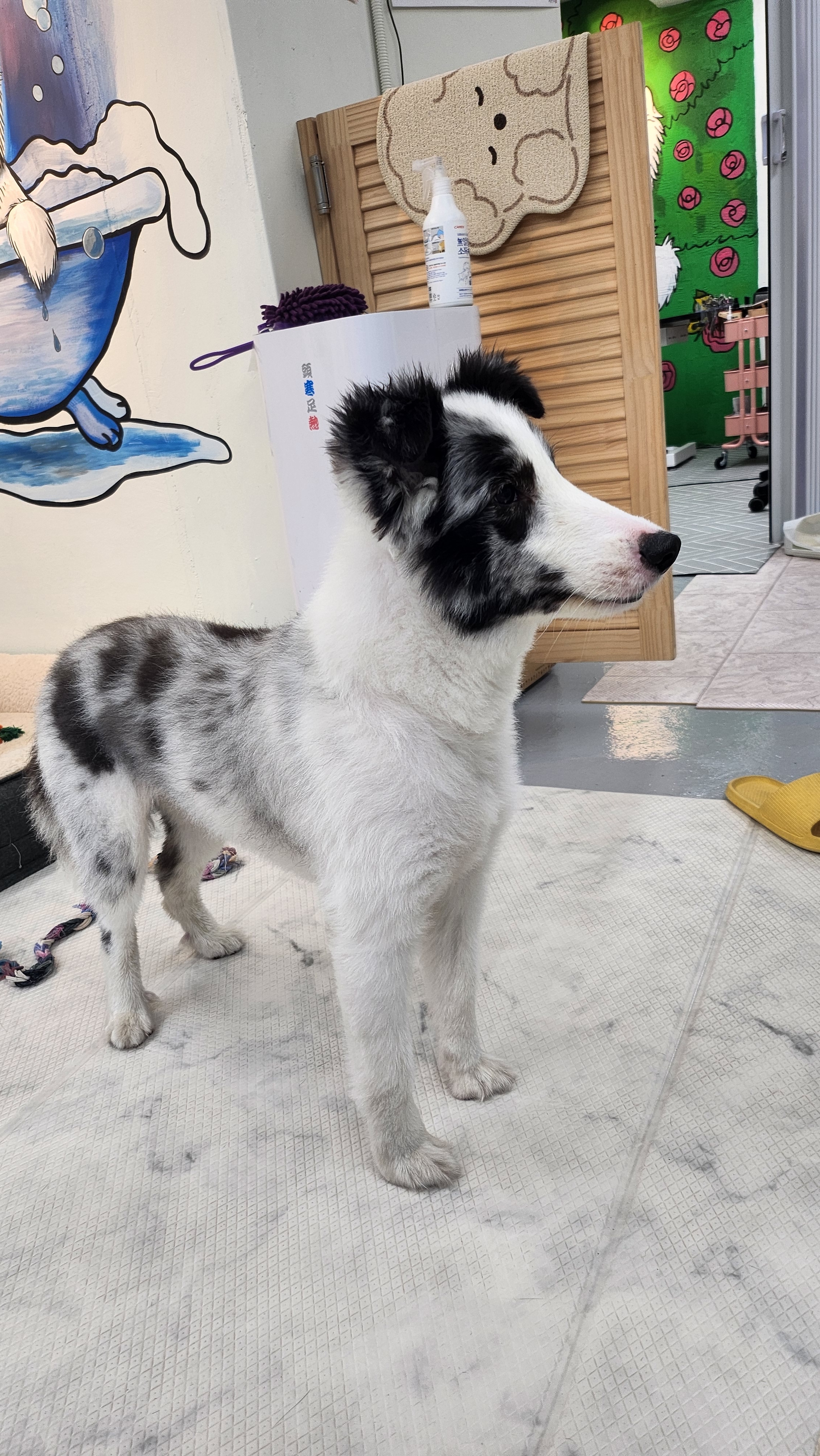 엘슈슈 대표 이미지