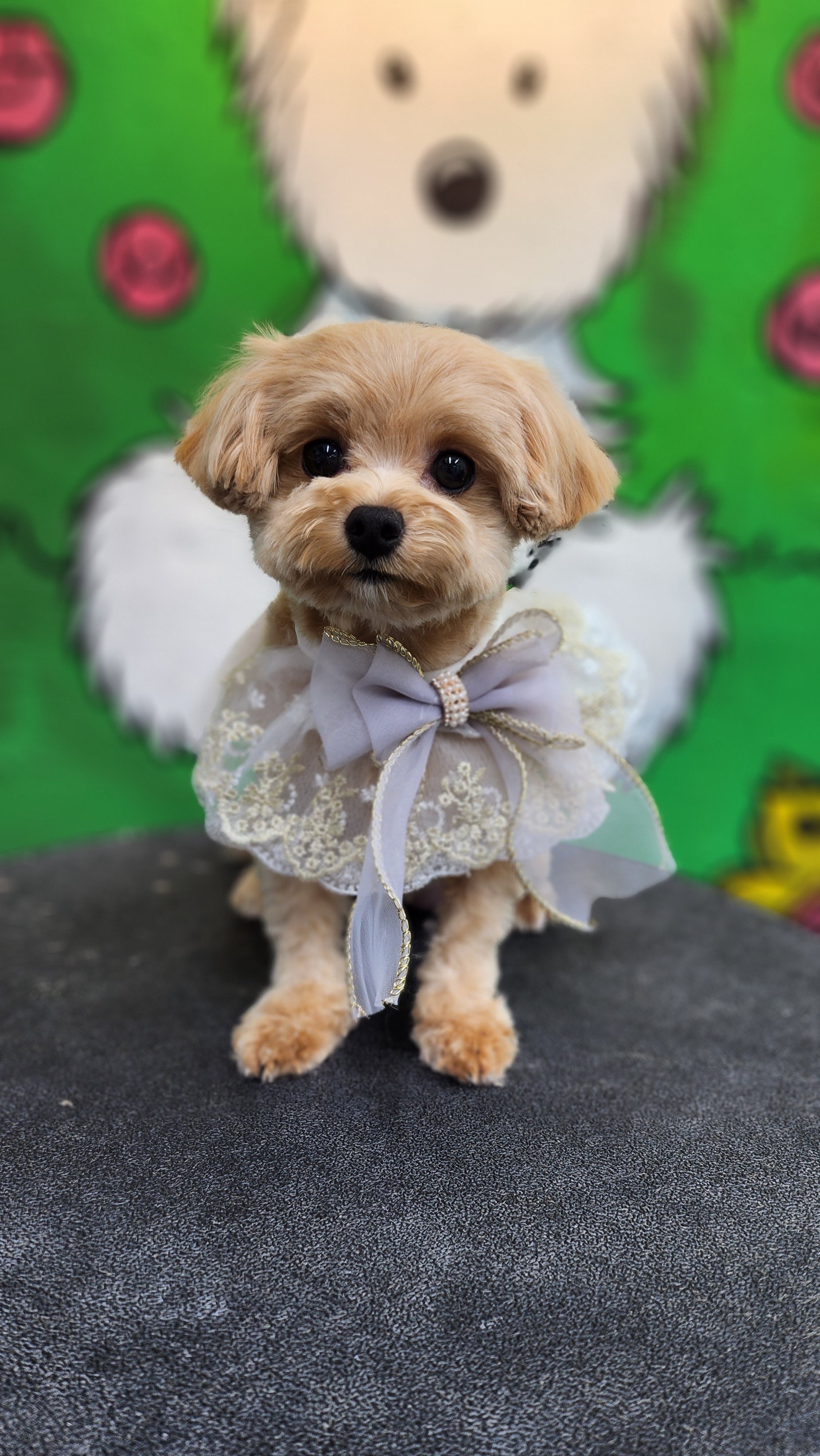 엘슈슈 대표 이미지