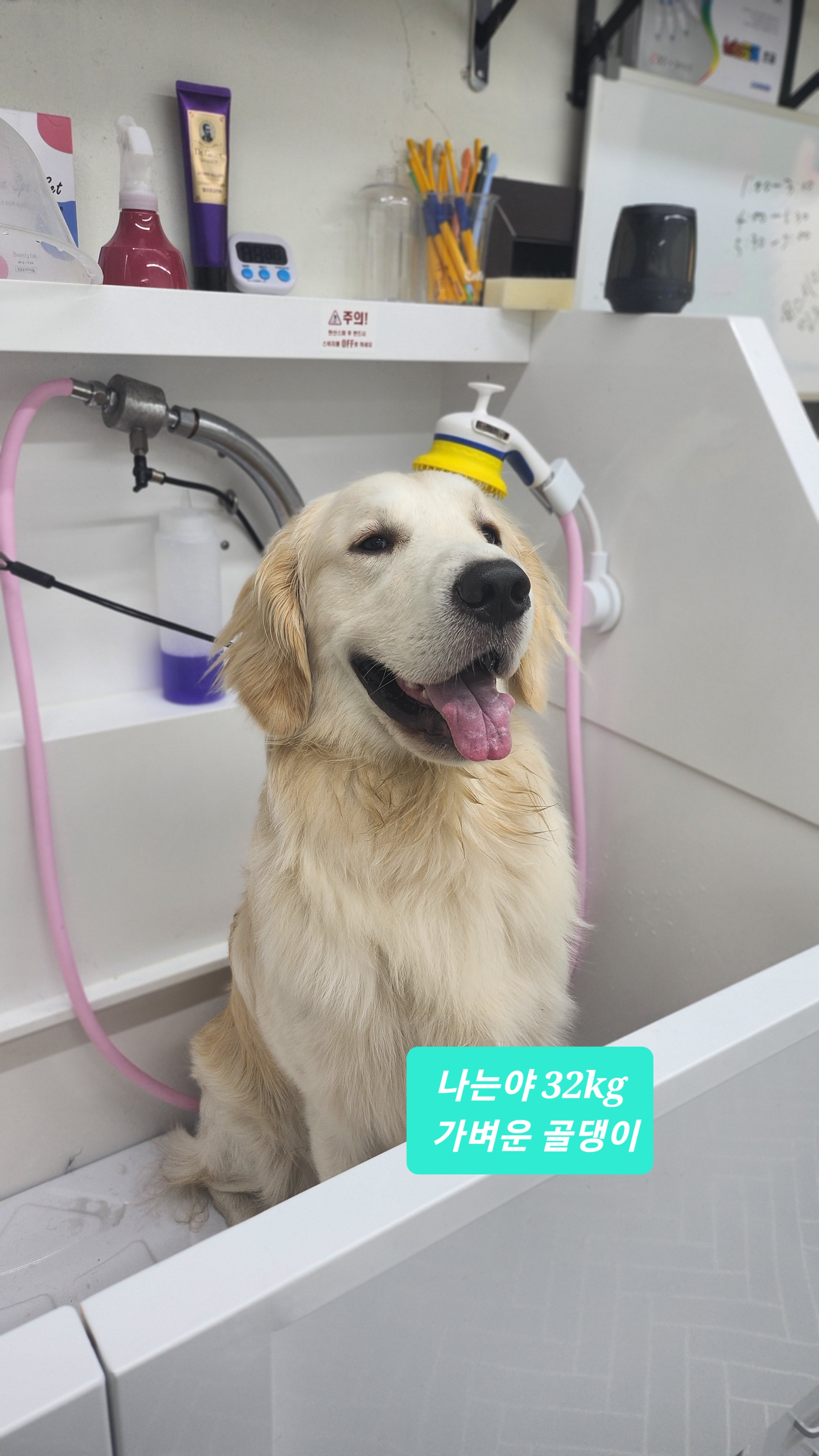 엘슈슈 대표 이미지