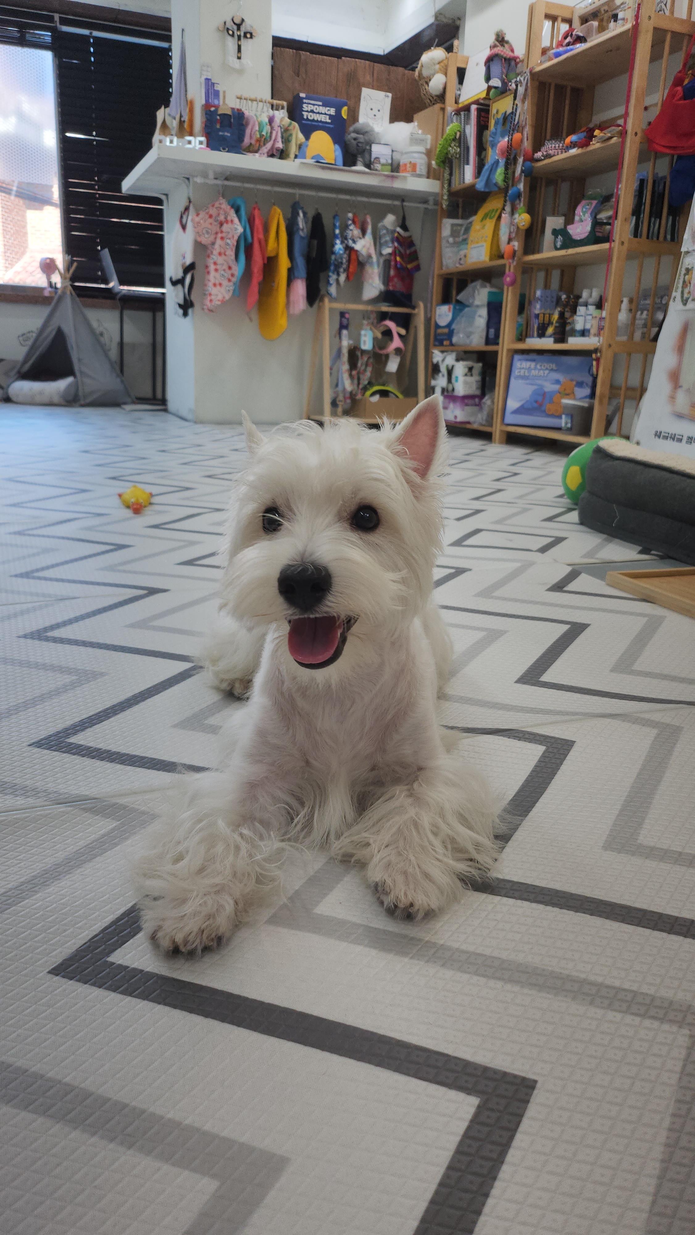 엘슈슈 대표 이미지