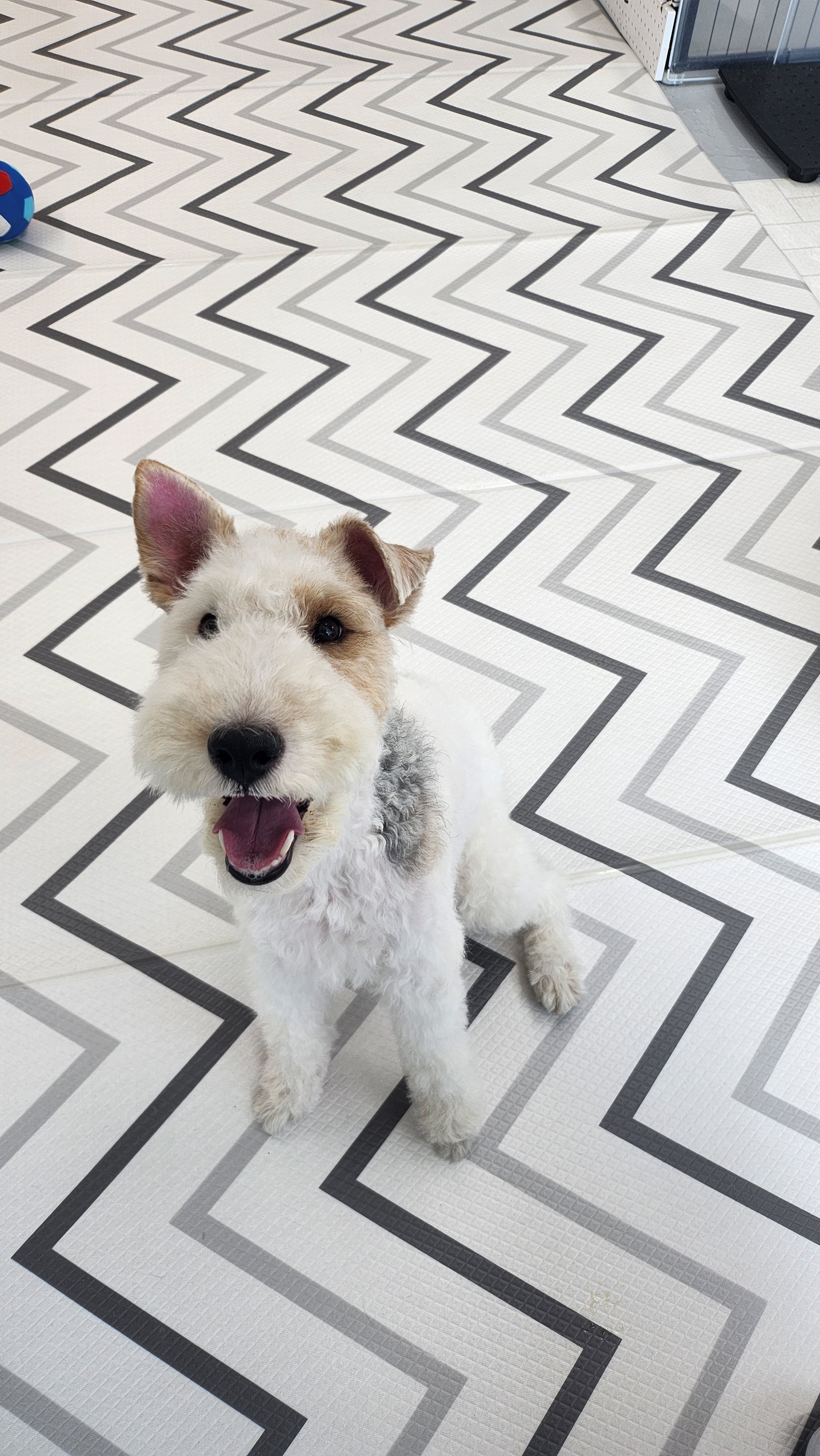 엘슈슈 대표 이미지