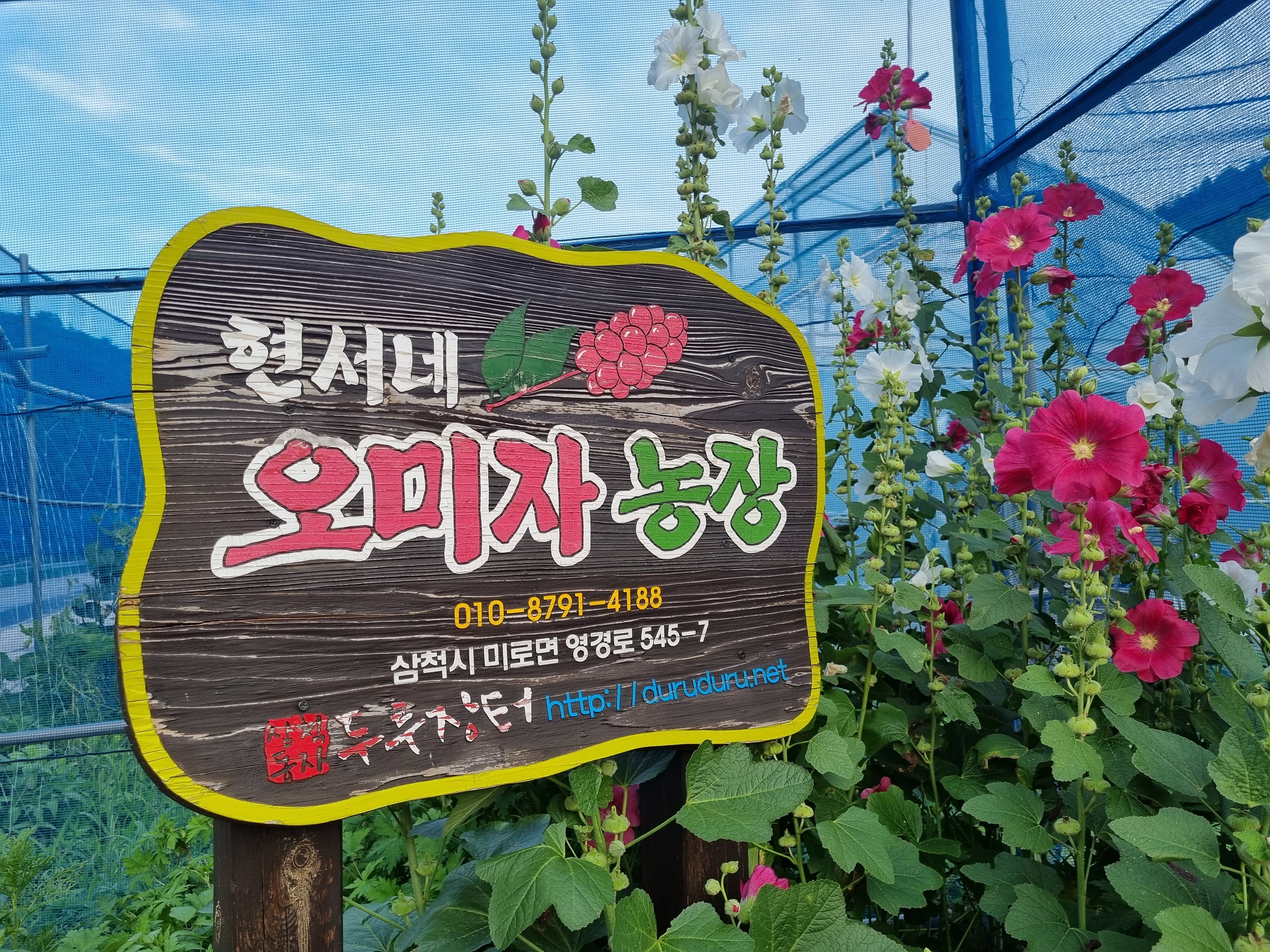 현서네오미자농장