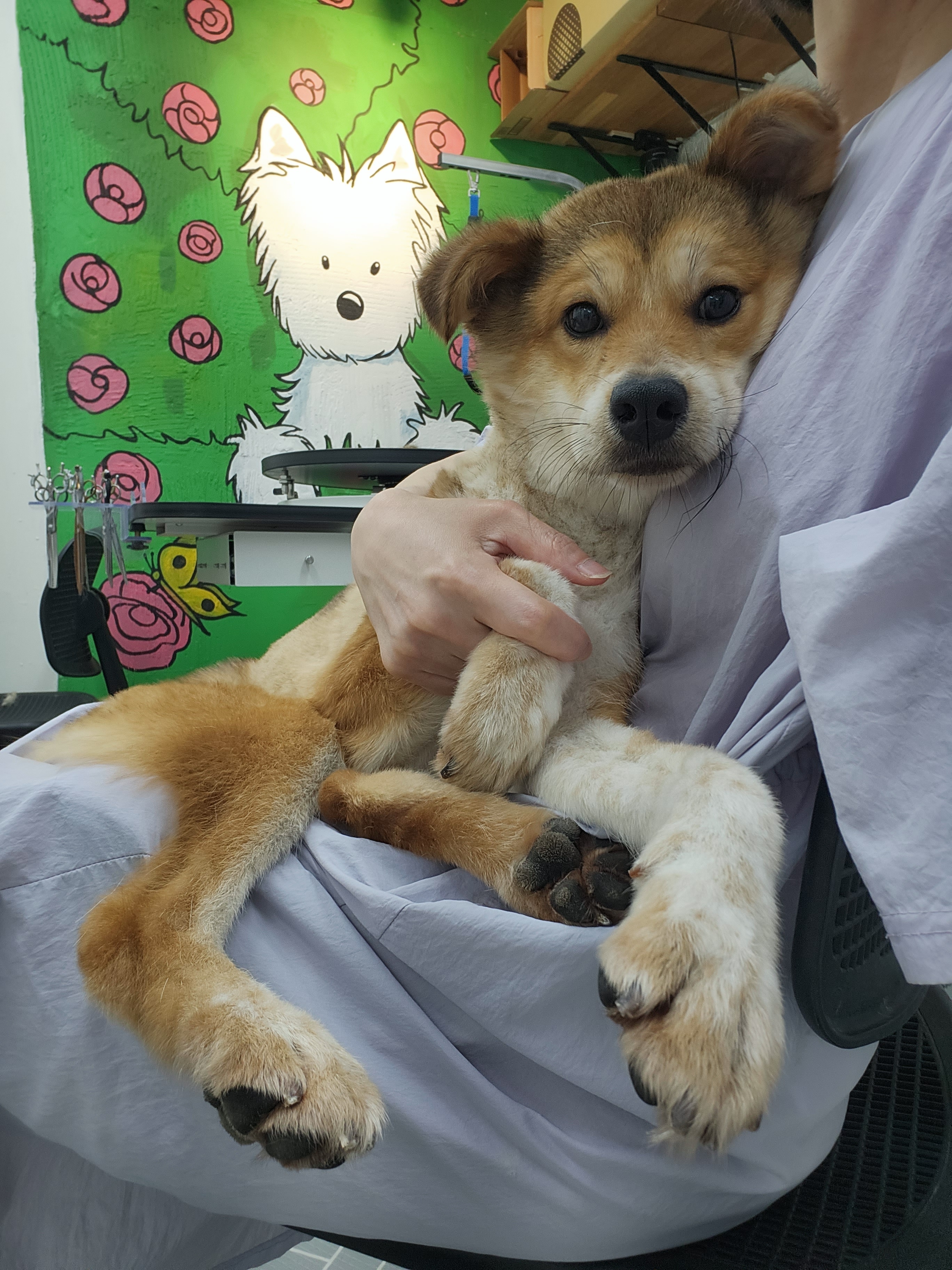 엘슈슈 대표 이미지