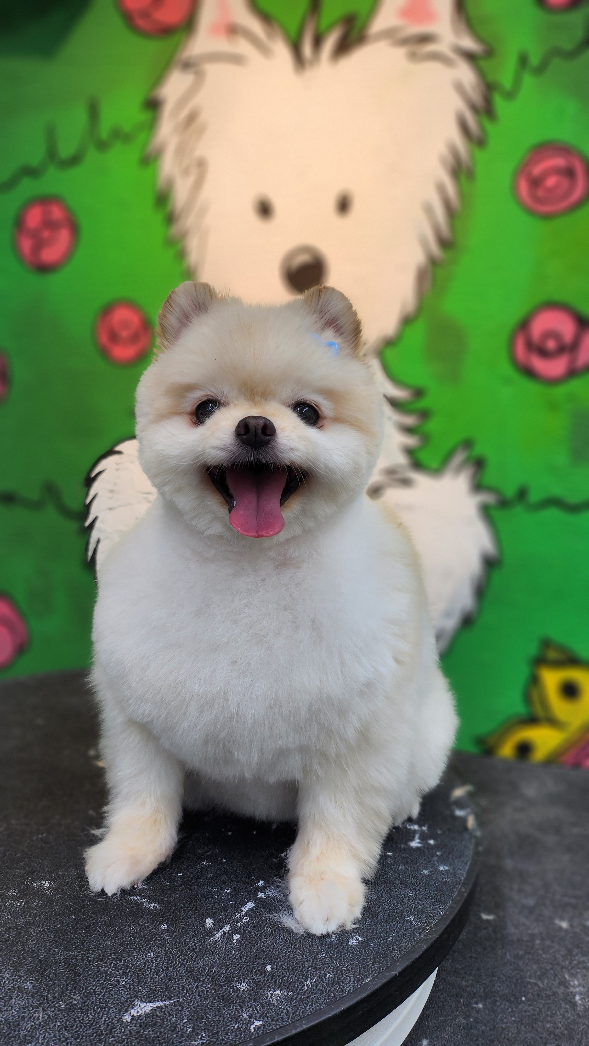 엘슈슈 대표 이미지