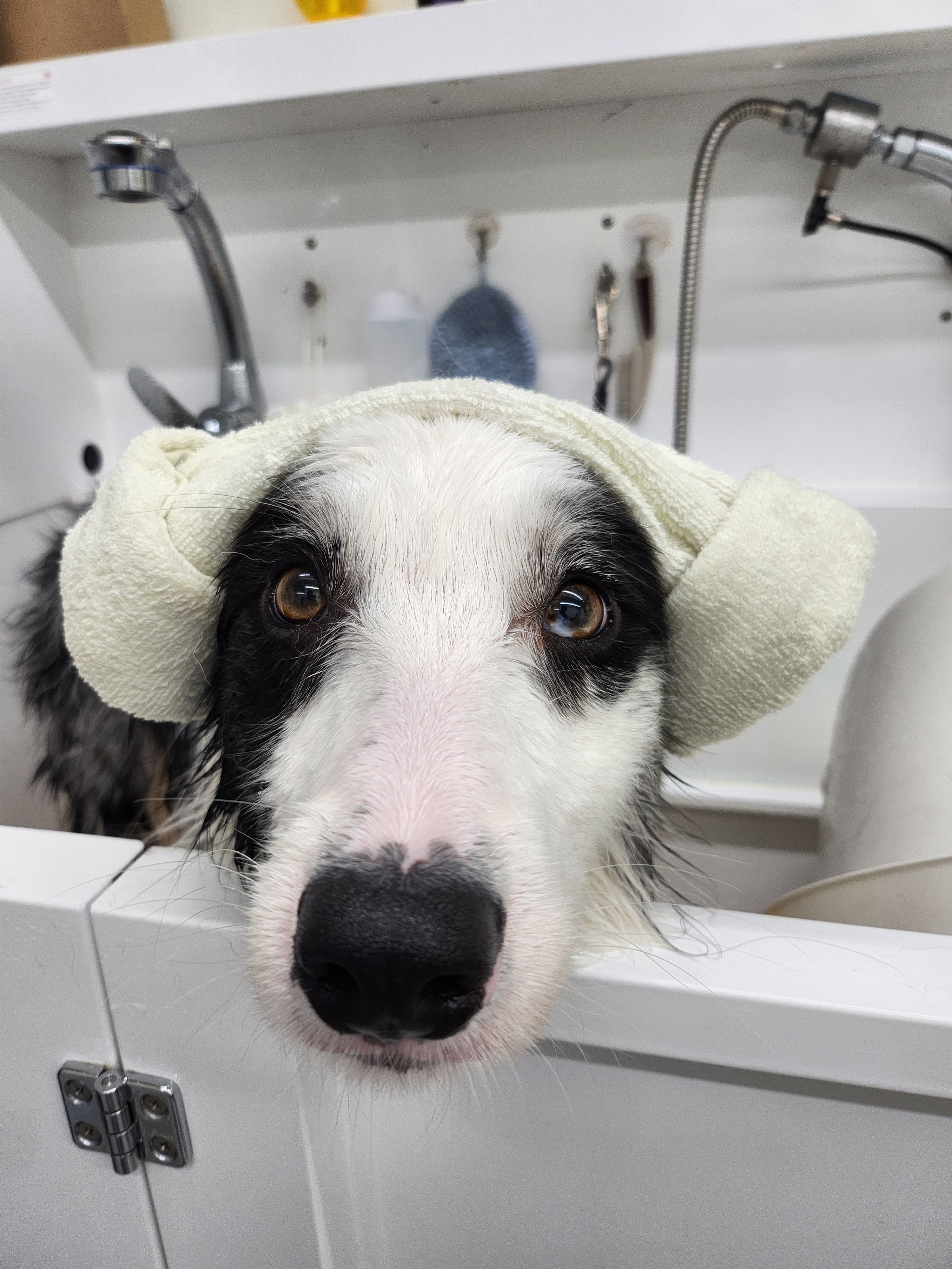 엘슈슈 대표 이미지